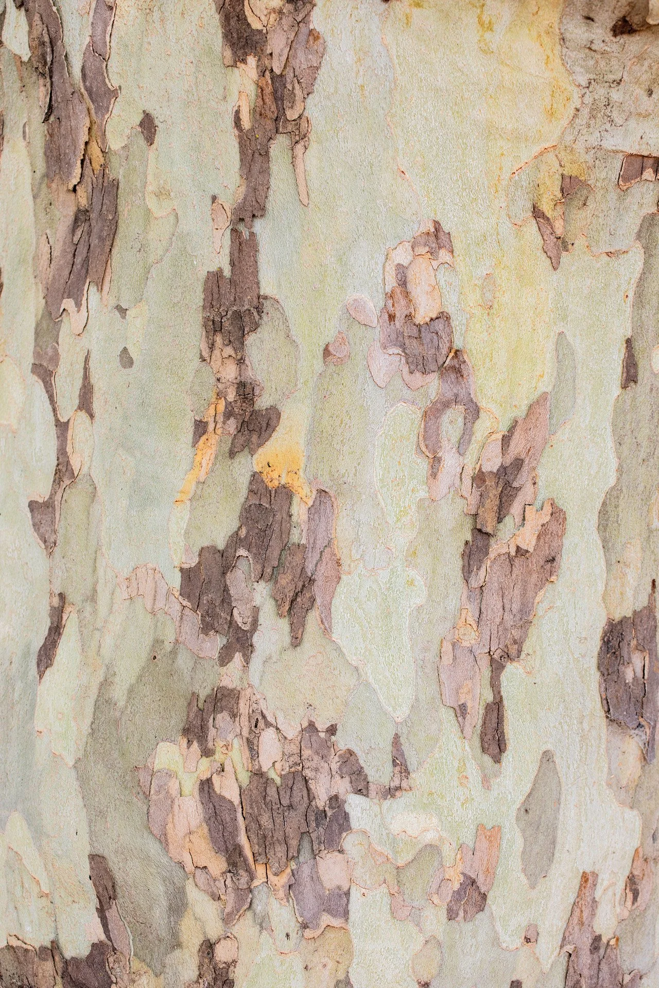 Close-up of a tree trunk with peeling, mottled bark in shades of beige, brown, and light green.