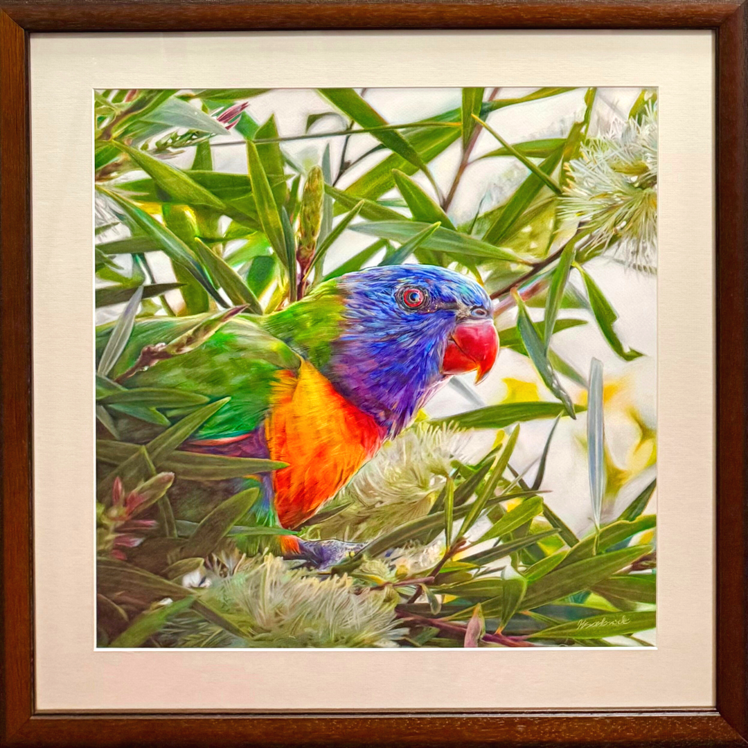 lorikeet.png