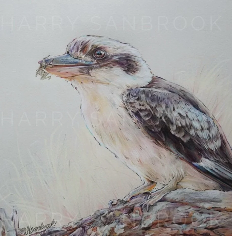 Illustration of a kookaburra bird holding a small insect in its beak, perched on a branch with a blurred background.