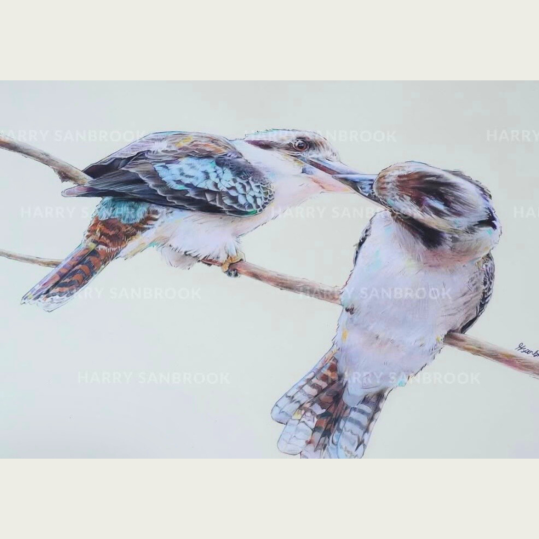 Laughing Kookaburras by Harry Sanbrook