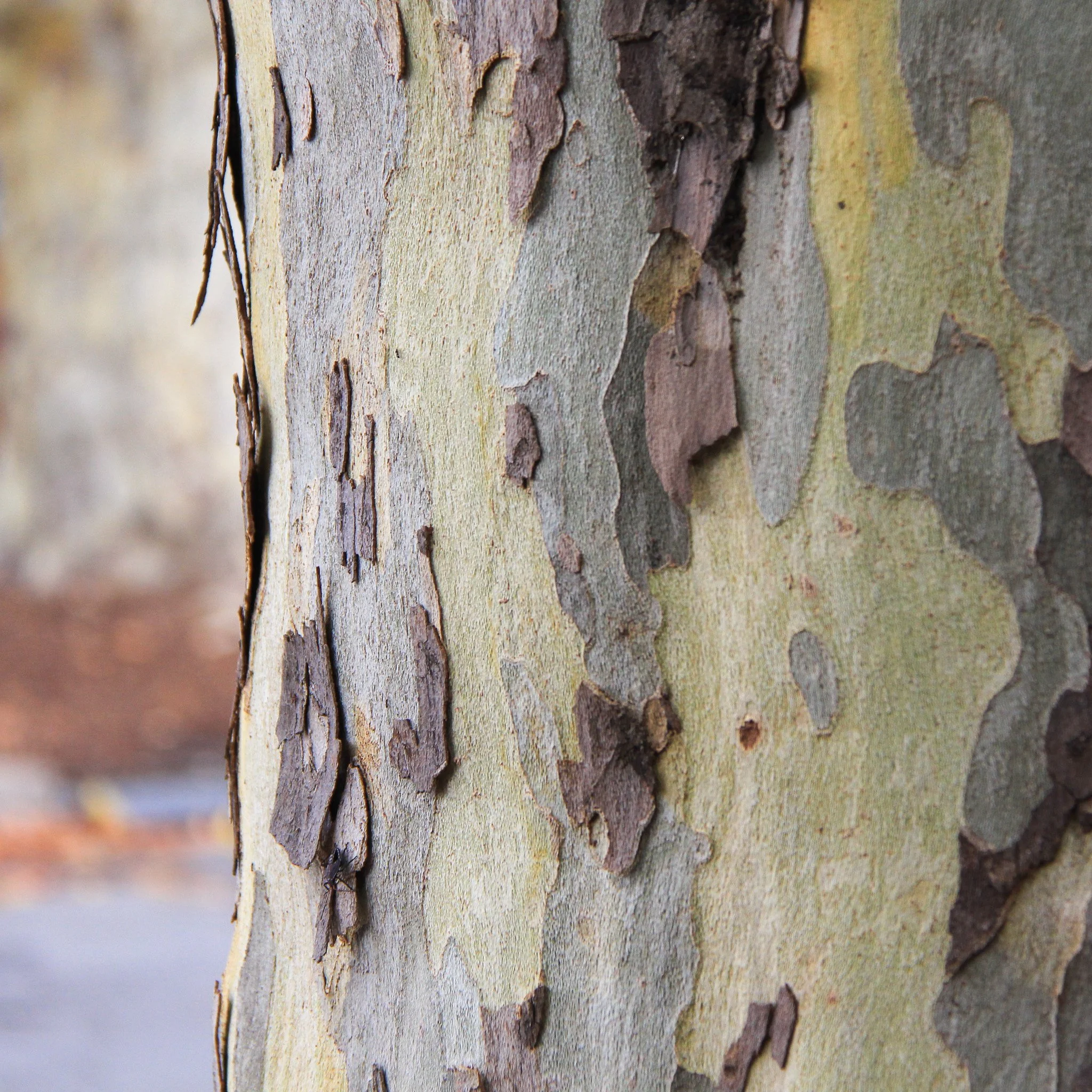 Close-up of a tree trunk of a plane tree with peeling multicoloured bark in shades of grey, brown, and yellow.