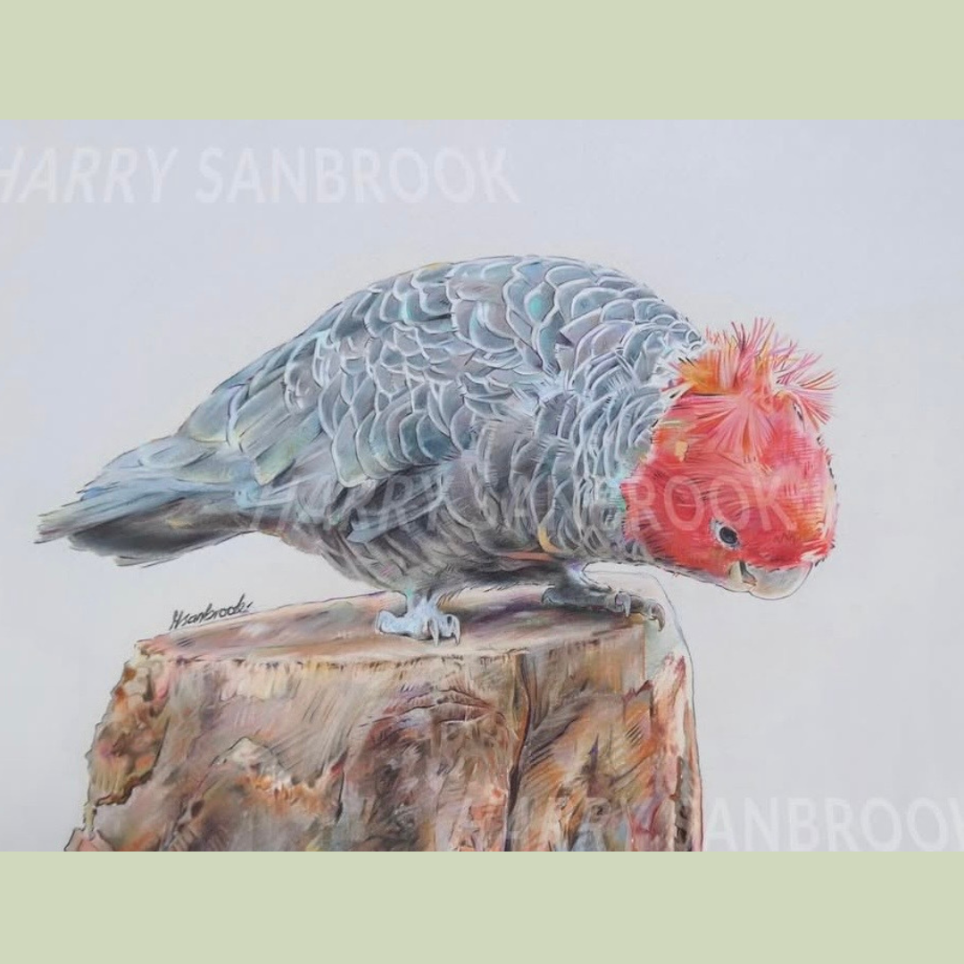 An illustration of a bird with colorful feathers, perched on a tree stump, with a bright red head and distinctive crest.