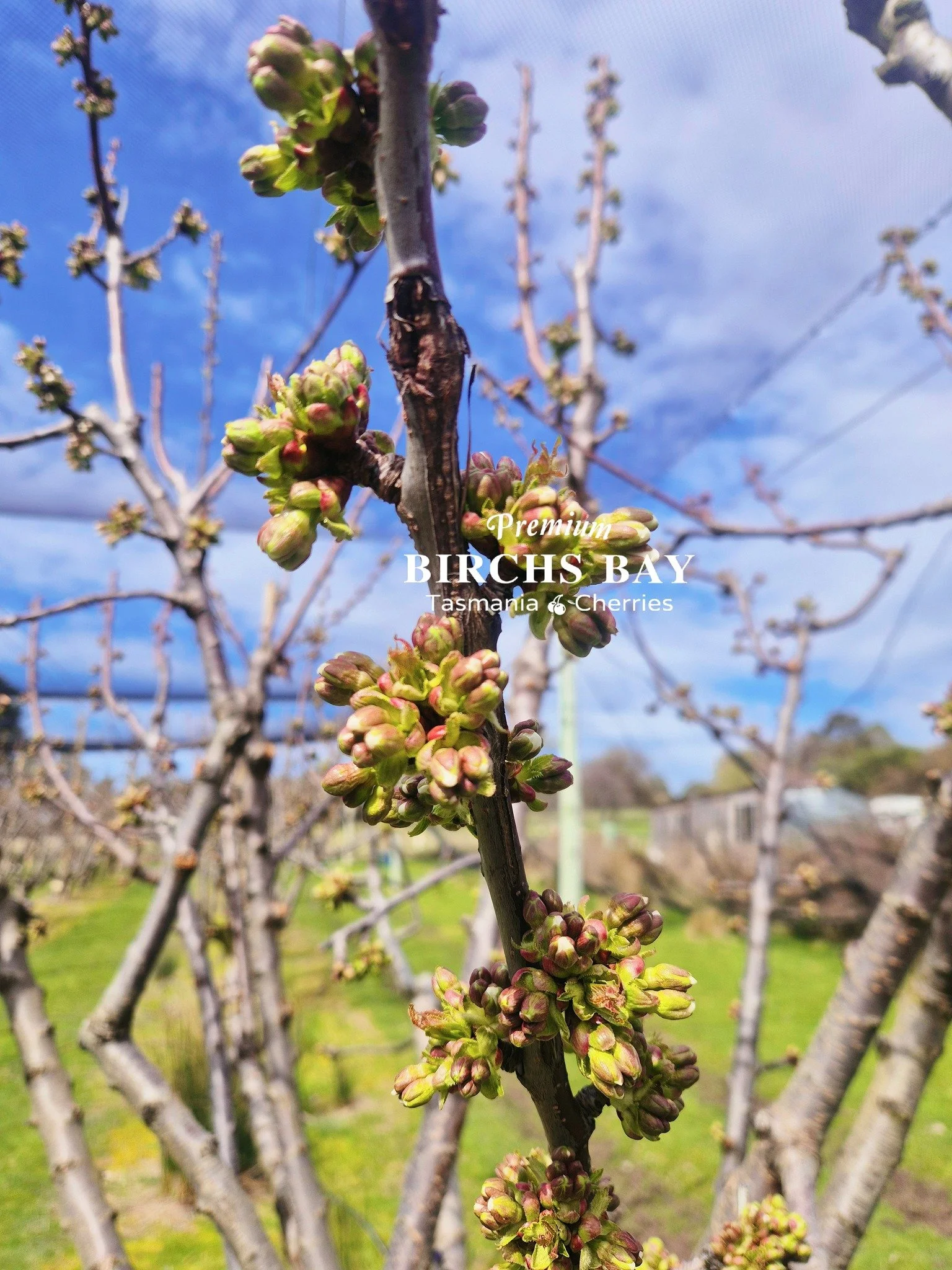 🌸✨ The blossoms are about to bloom, and that means something exciting&hellip;
Our 2026 cherry season is only 3 months away! 🍒❤️

Stay tuned for updates as we get closer to harvest🌿🇦🇺
#CherrySeason #TasmanianCherries #CountdownToHarvest