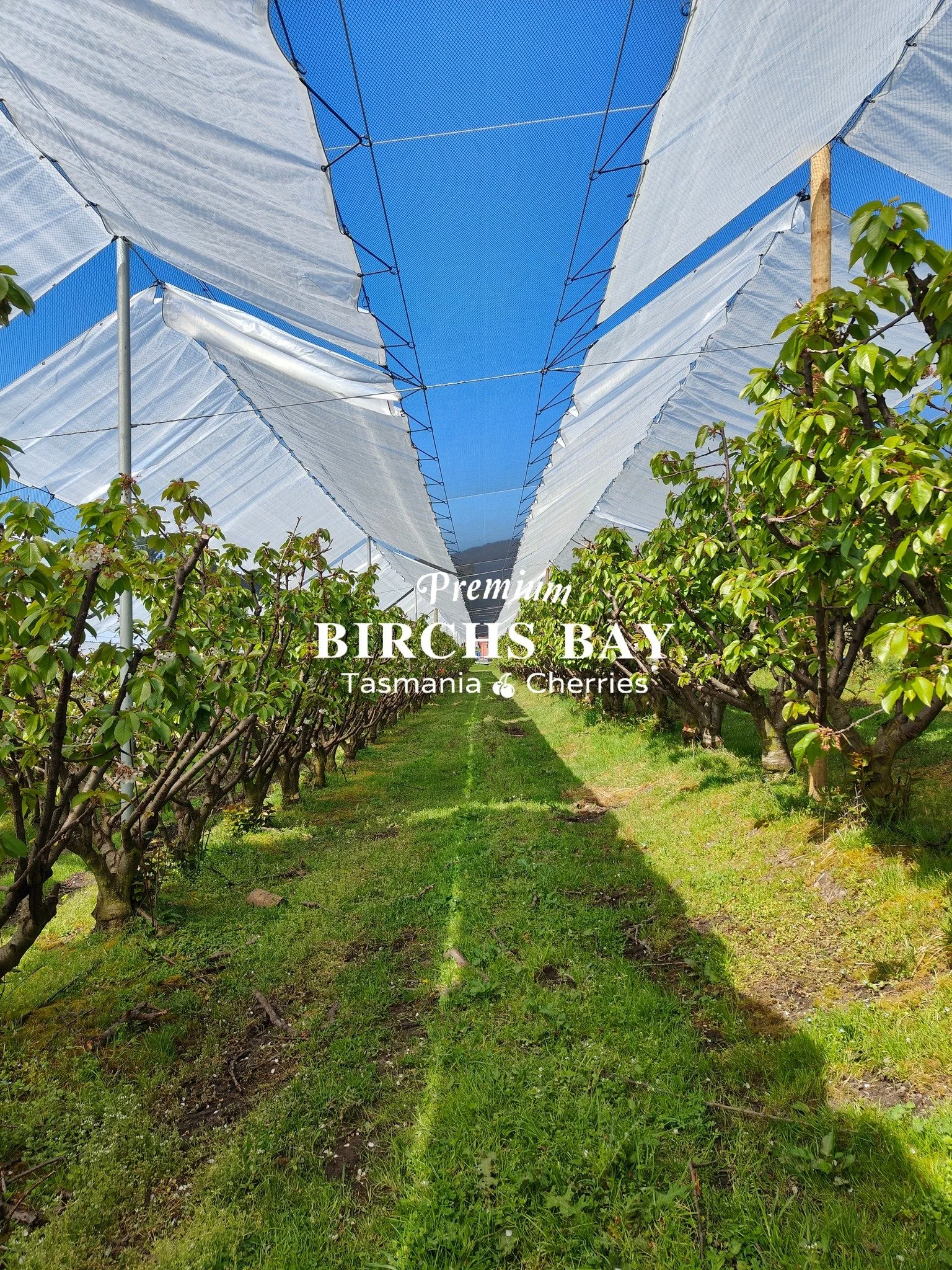 🌸 Blossoms have Finished, Fruit is Emerging! 🍒

The cherry trees at Tasmania Birchs Bay Cherries have finished their beautiful bloom, and now little green cherries are starting to pop up, signaling that the harvest season is on its way! We&rsquo;re