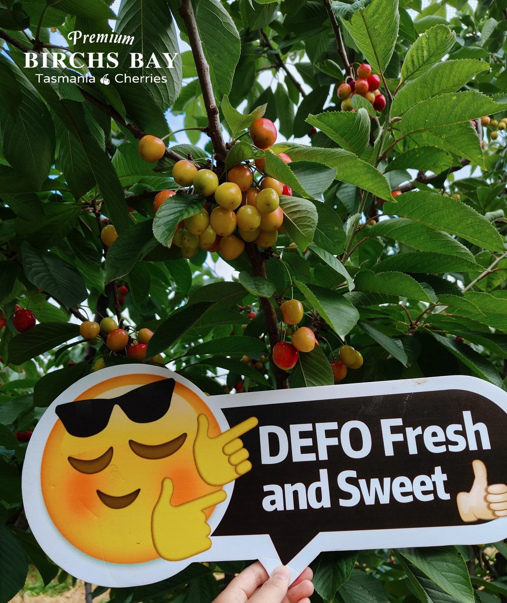 🍒🌟 Fresh Arrival! Latest Update from the Farm! 🌟🍒

Exciting news! The early Van variety cherries have ripened, and we've started picking small batches! Perfectly balanced in sweetness and tartness, with an intensely rich flavor! Our Farm Gate ope