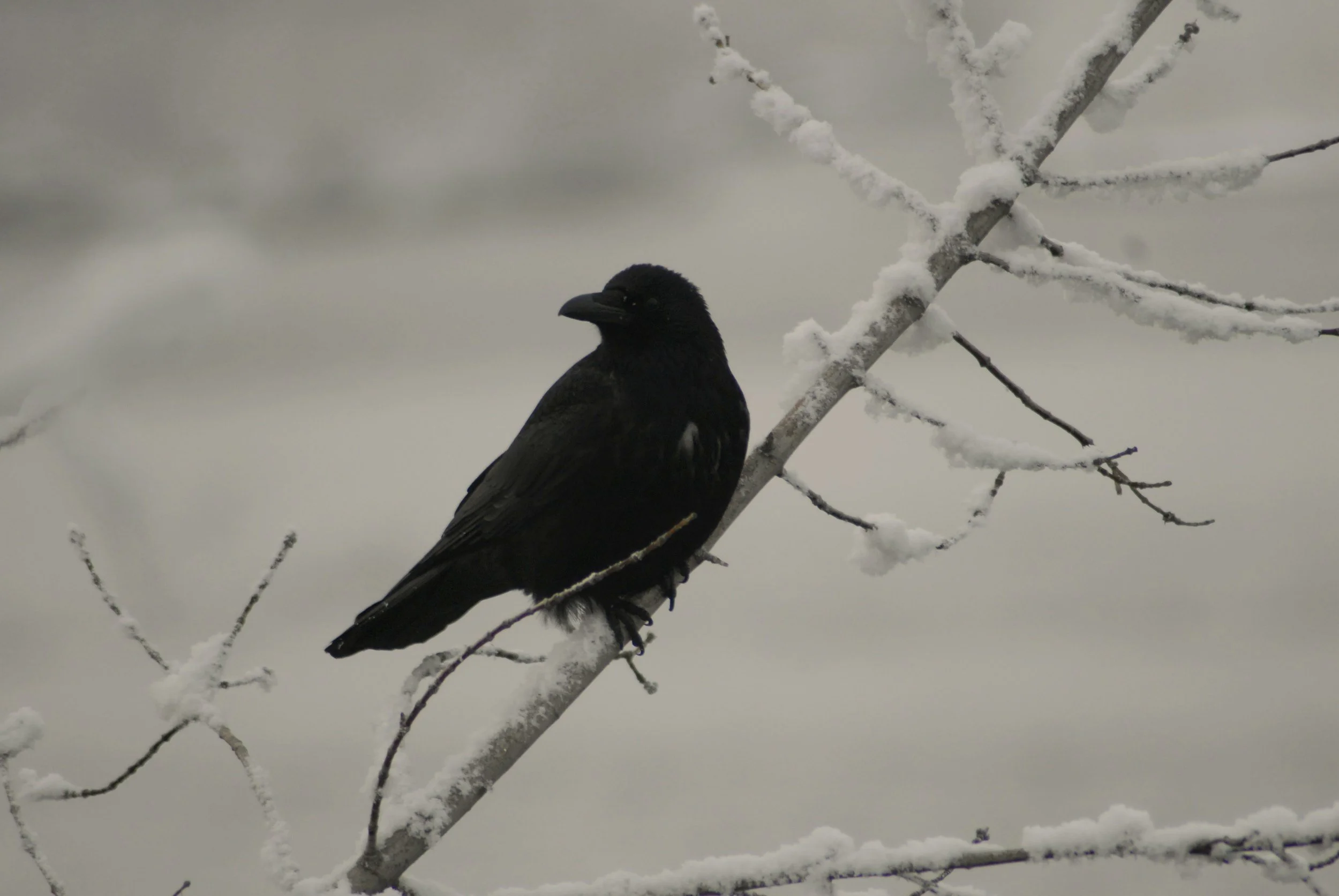 A black bird perched on a snow-covered branch against a gray, overcast sky.