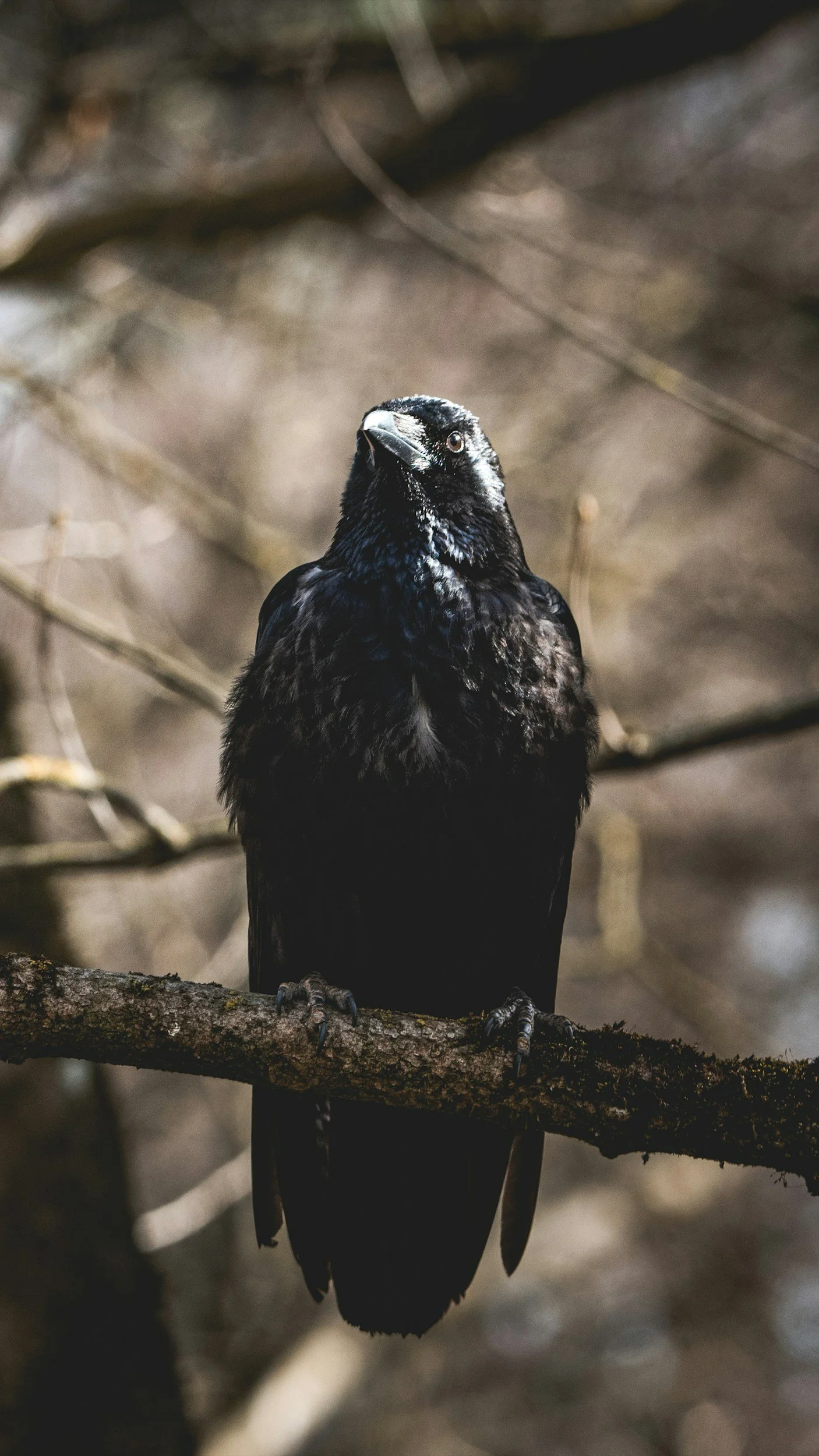 A black bird, possibly a raven, perched on a tree branch in a forest setting.