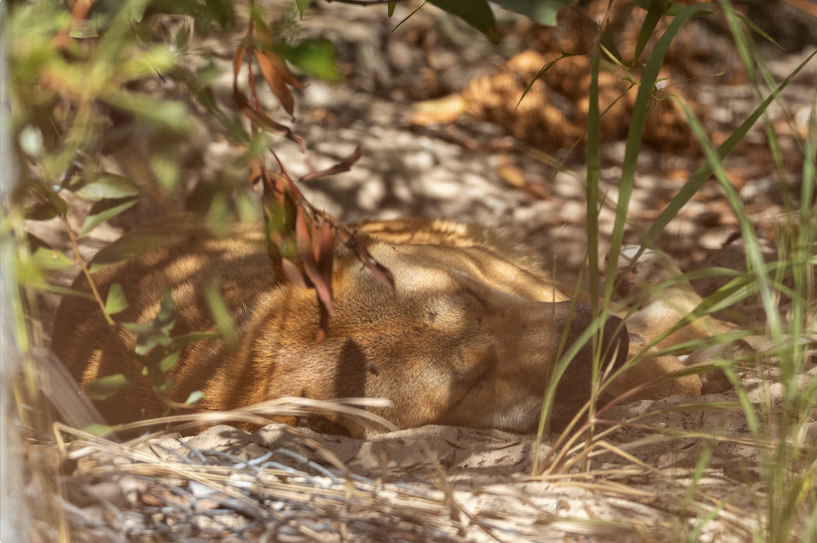 K'gari, QLD, Australia