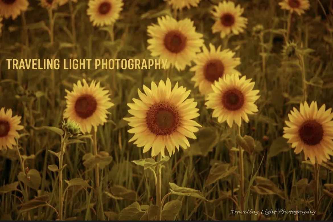 Sunflower Fields Canvas Print