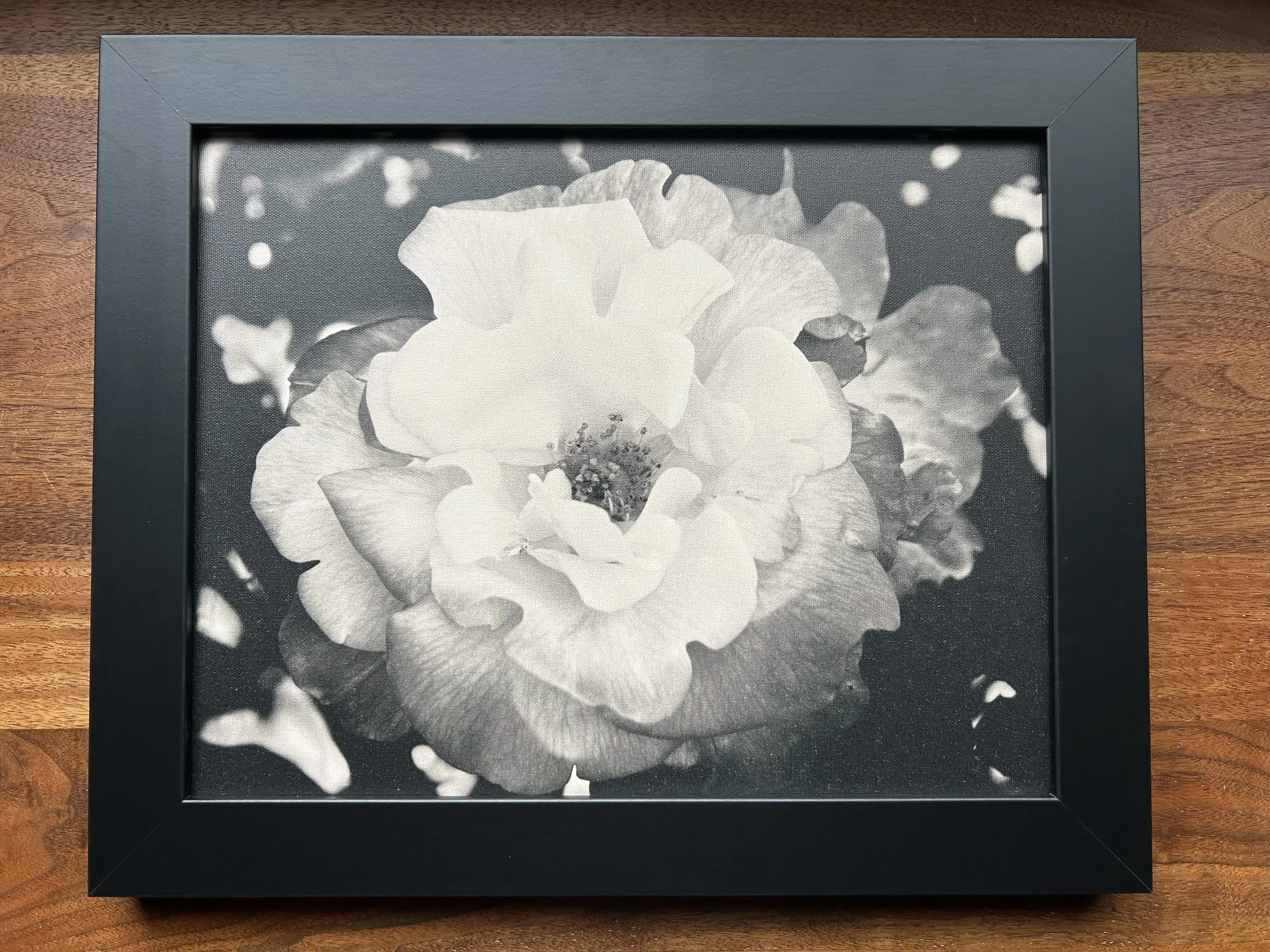 Rose Framed Print -11x14