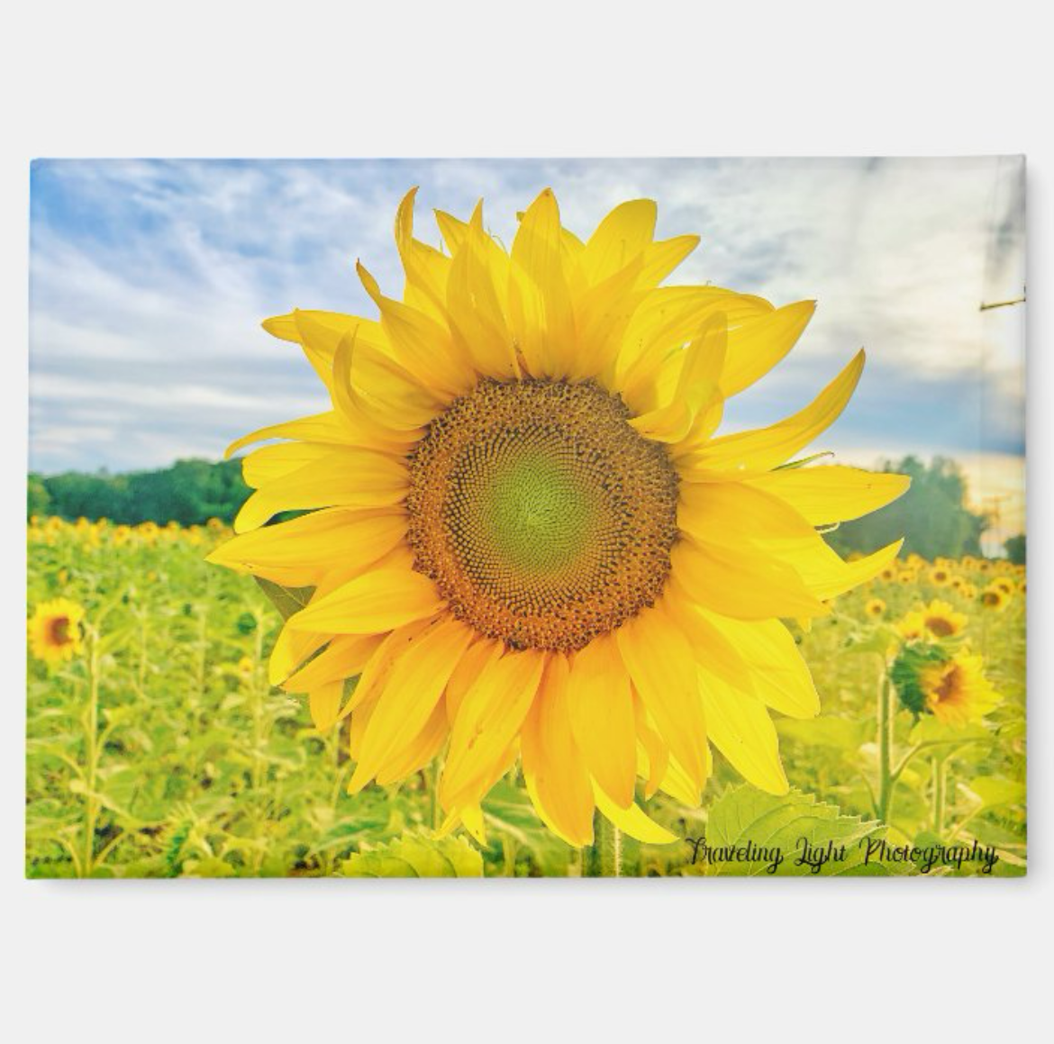 Golden Sunflower Magnet