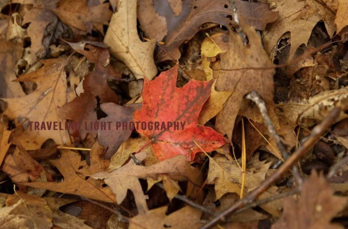 Fall Leaves Canvas Print
