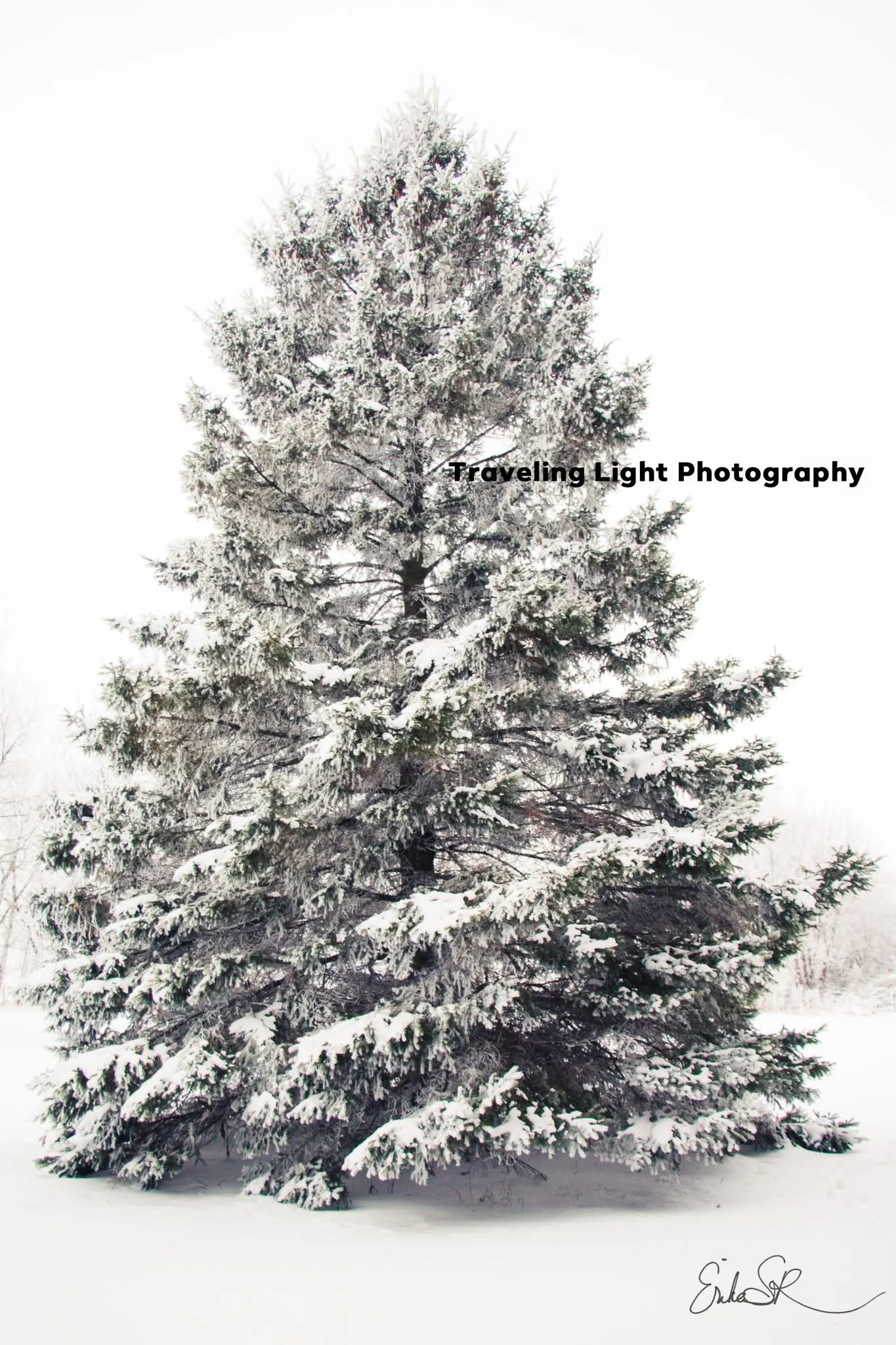 Winter Spruce