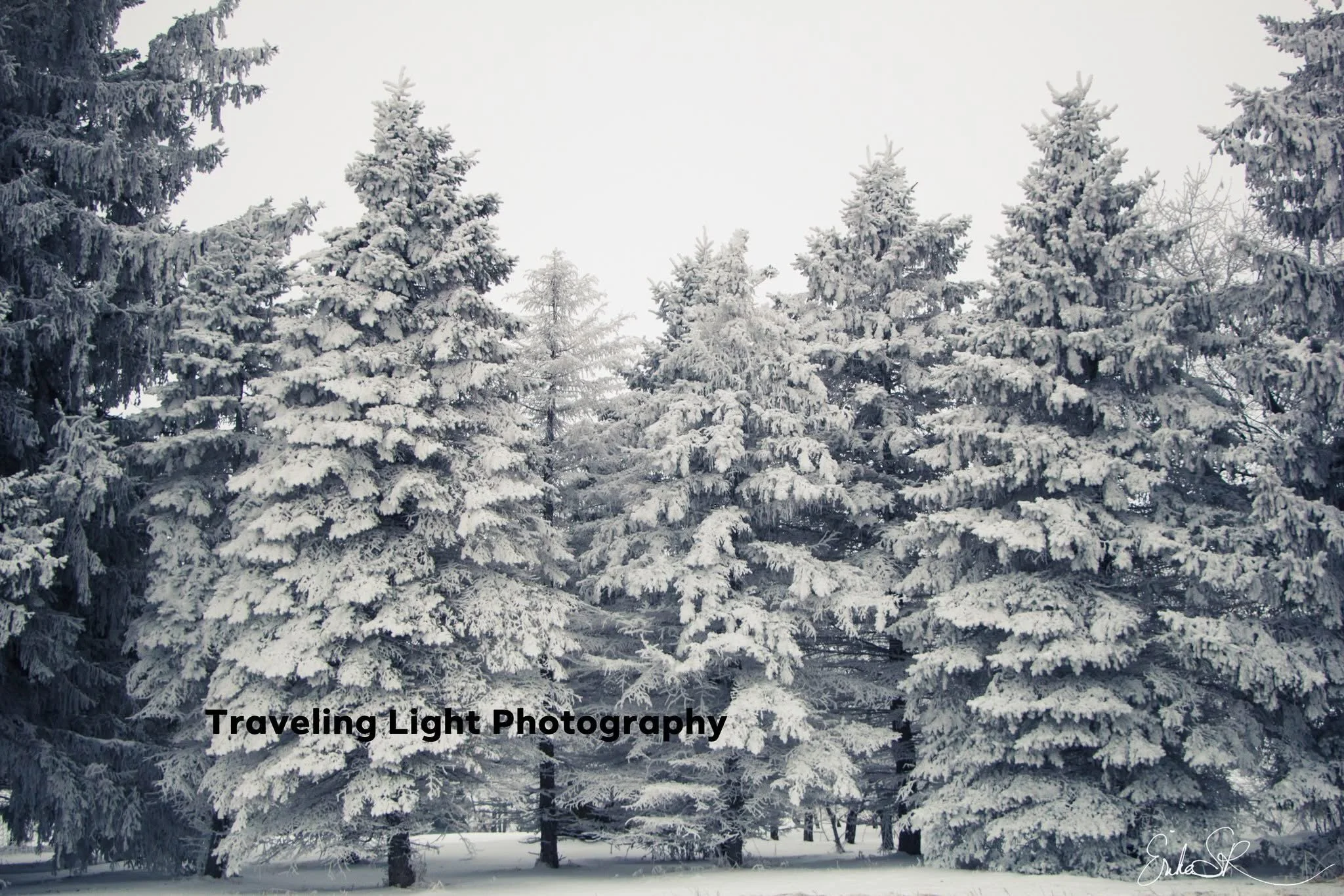 Snow-covered Evergreens