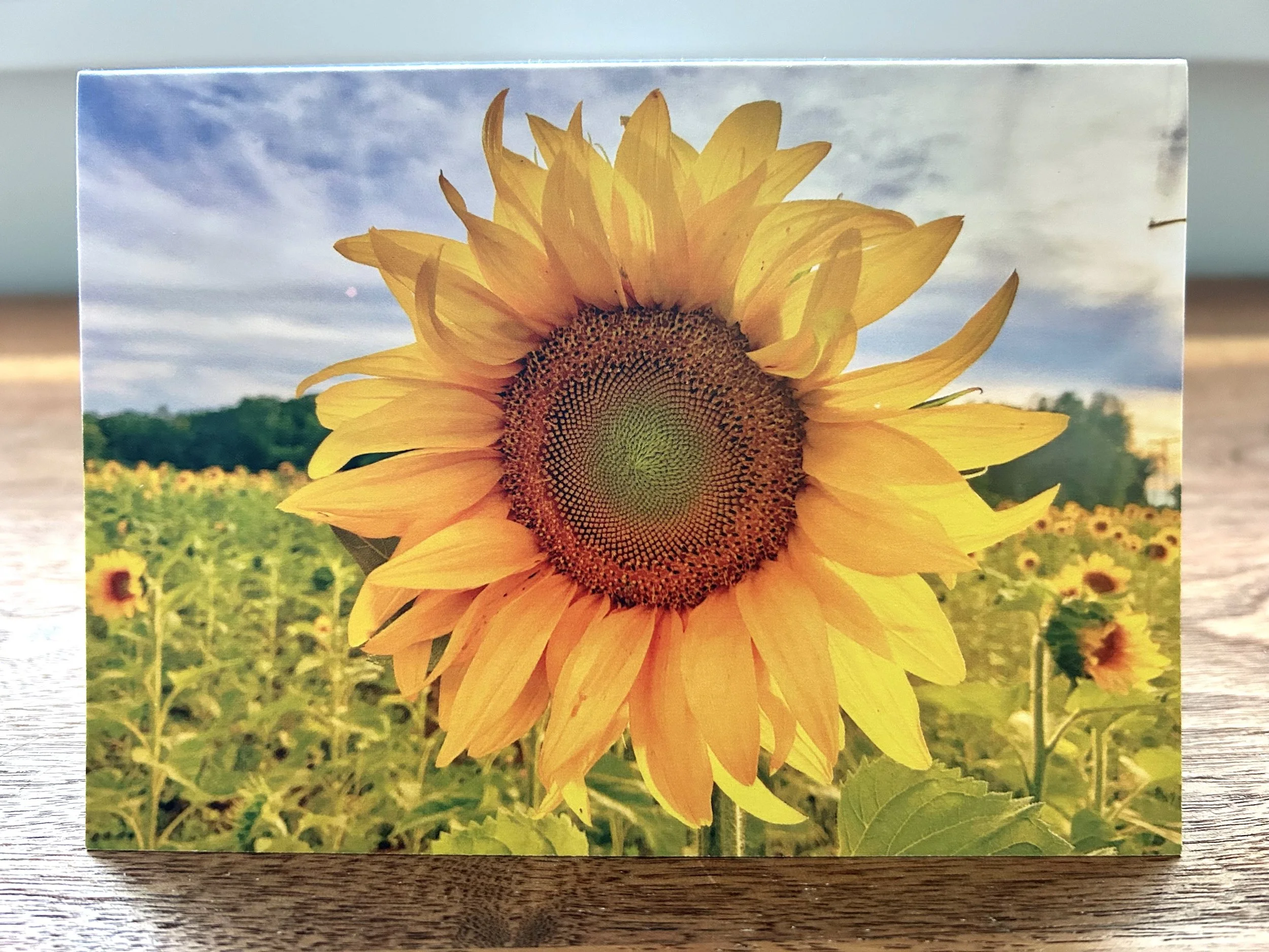 Golden Sunflower Card (4 pack)