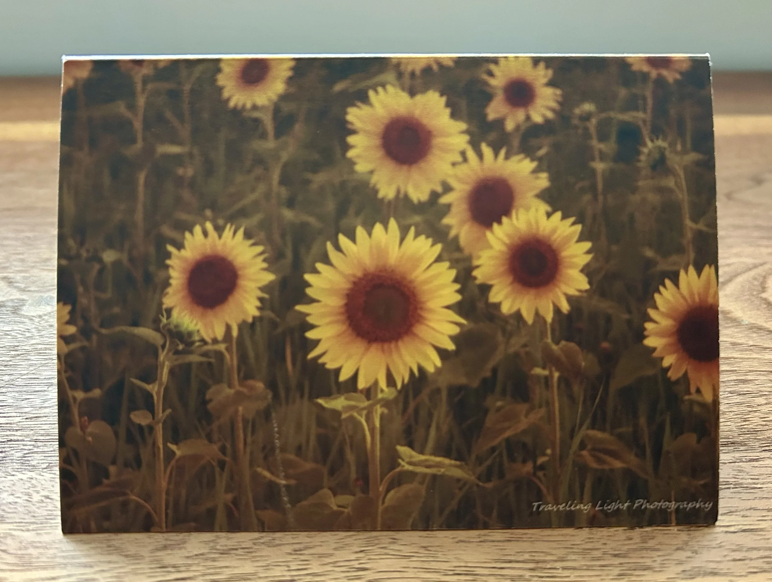 Sunflower Fields Cards (4 pack)