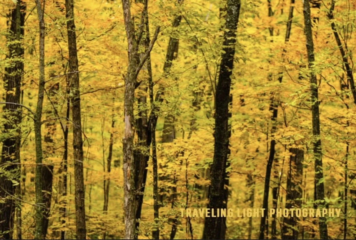 Golden Trees Canvas Print