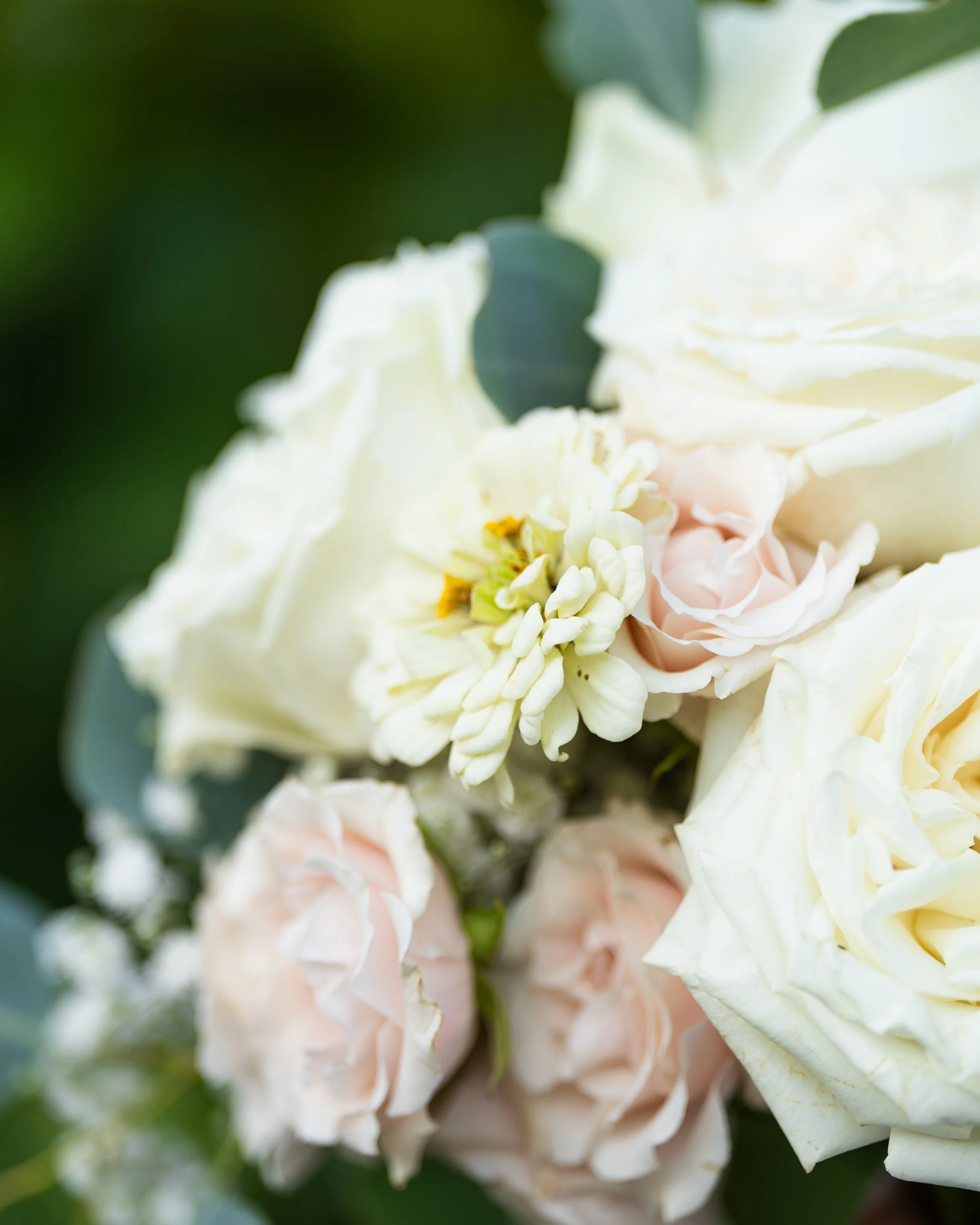 Close-up of a bouquet of pale pink and white roses, with some green leaves in the background.