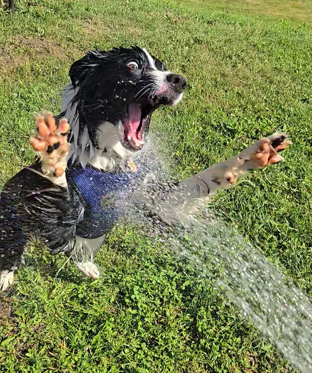 Moss and water spraying