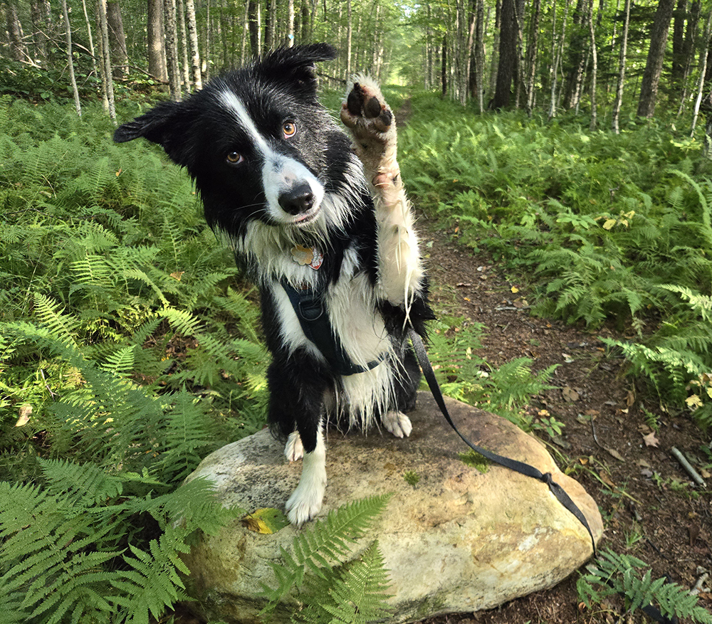 Moss in forest with paw raised - hello
