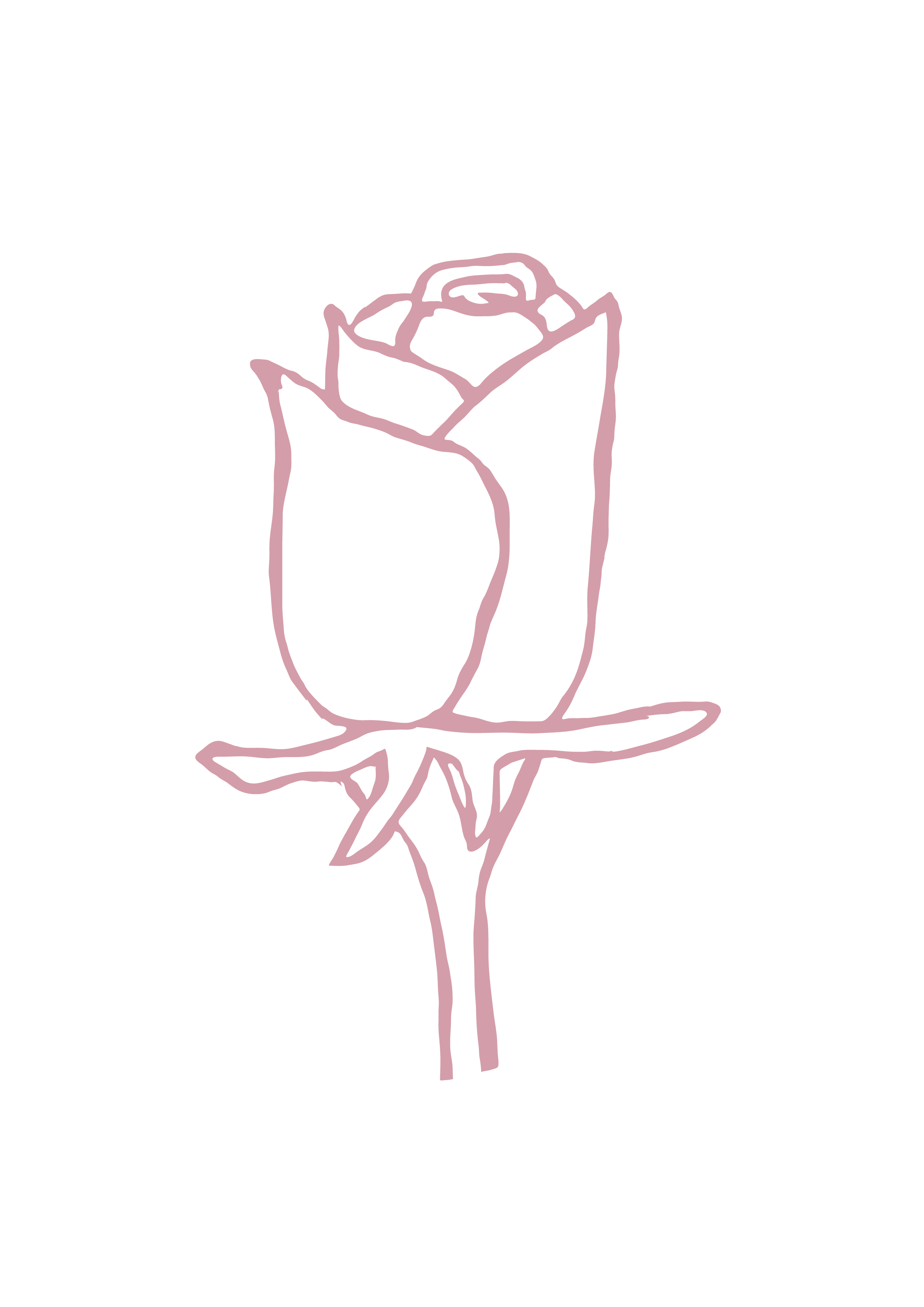 ILLUSTRATIONS_ROSE COLOR.png