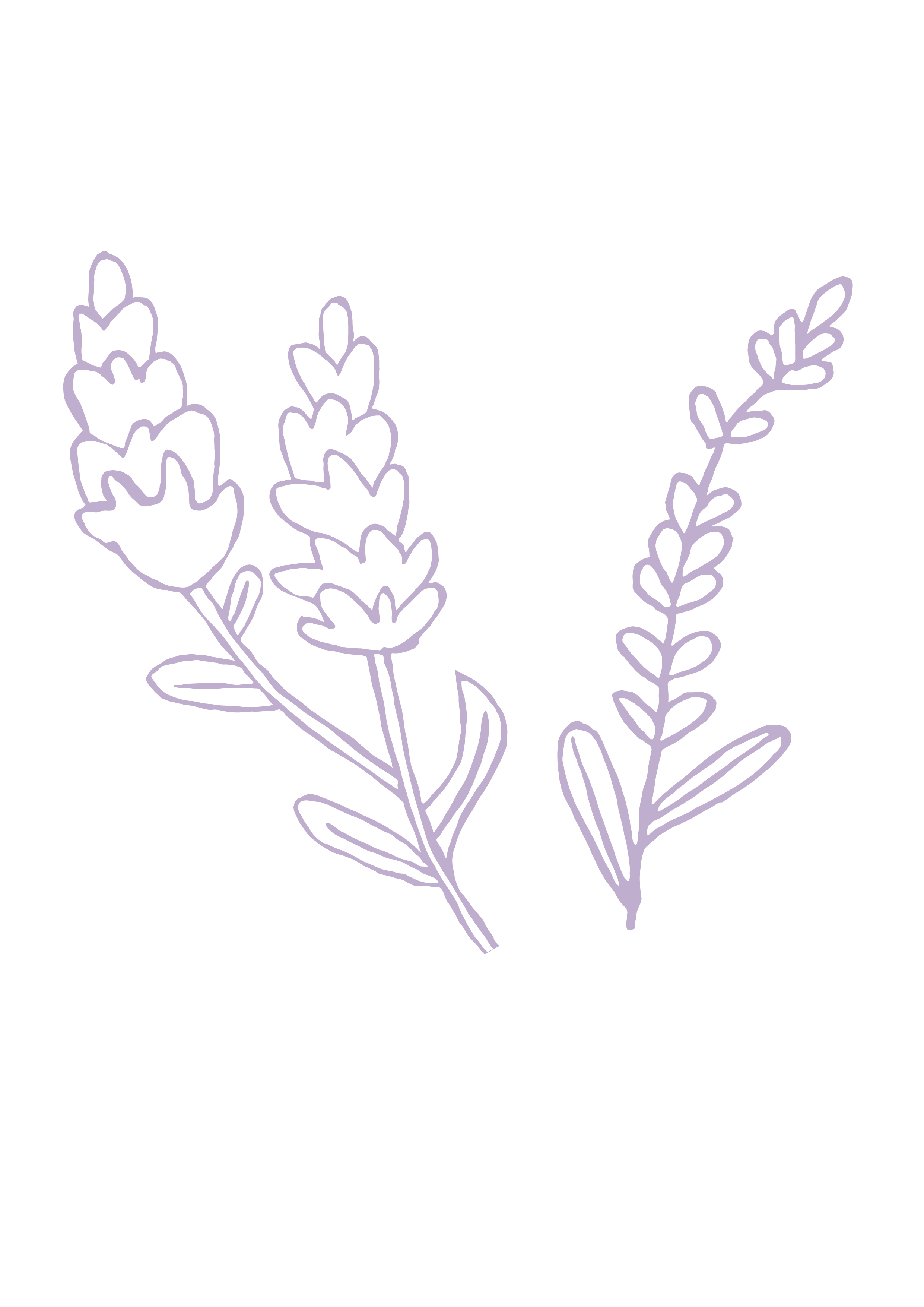 ILLUSTRATIONS_LAVENDER COLOR.png