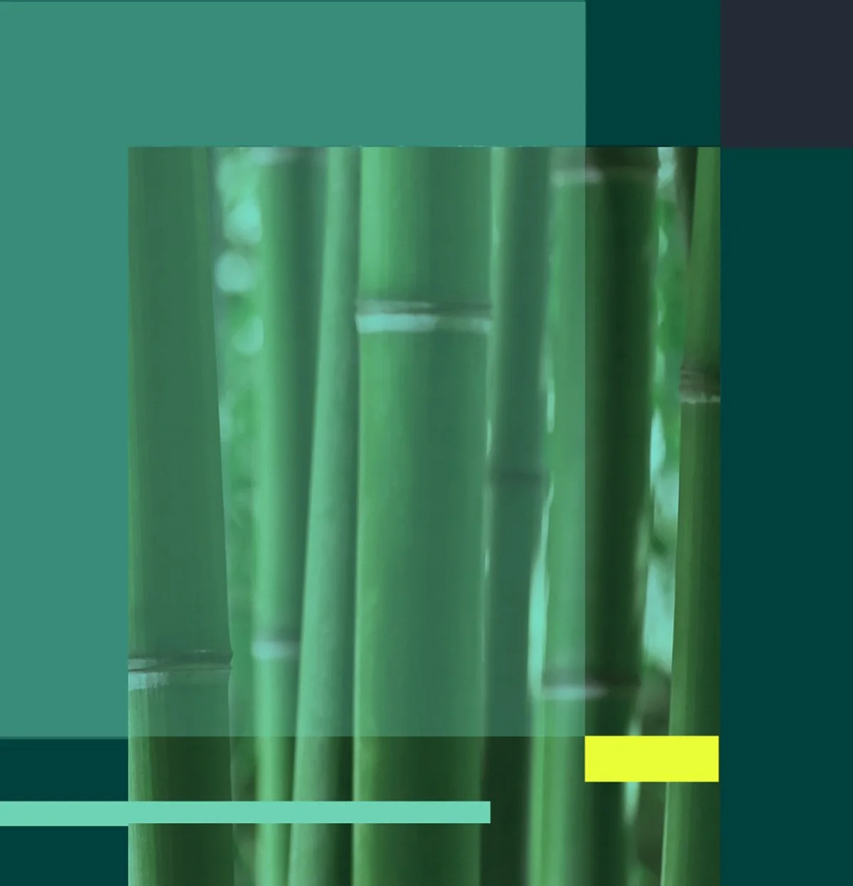 Business lawyer Gold Coast branding of growth - Close-up of green bamboo stalks in a garden with geometric blocks overlayed.