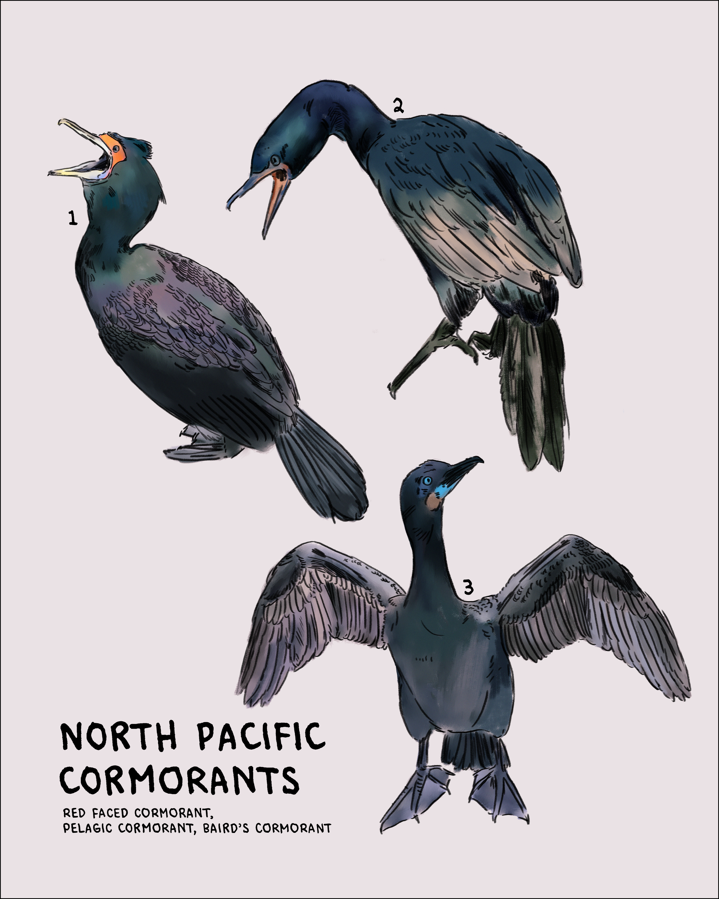 North Pacific Cormorants.png
