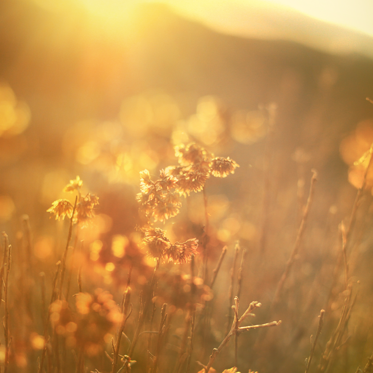 Pure Resonance: Golden Ease