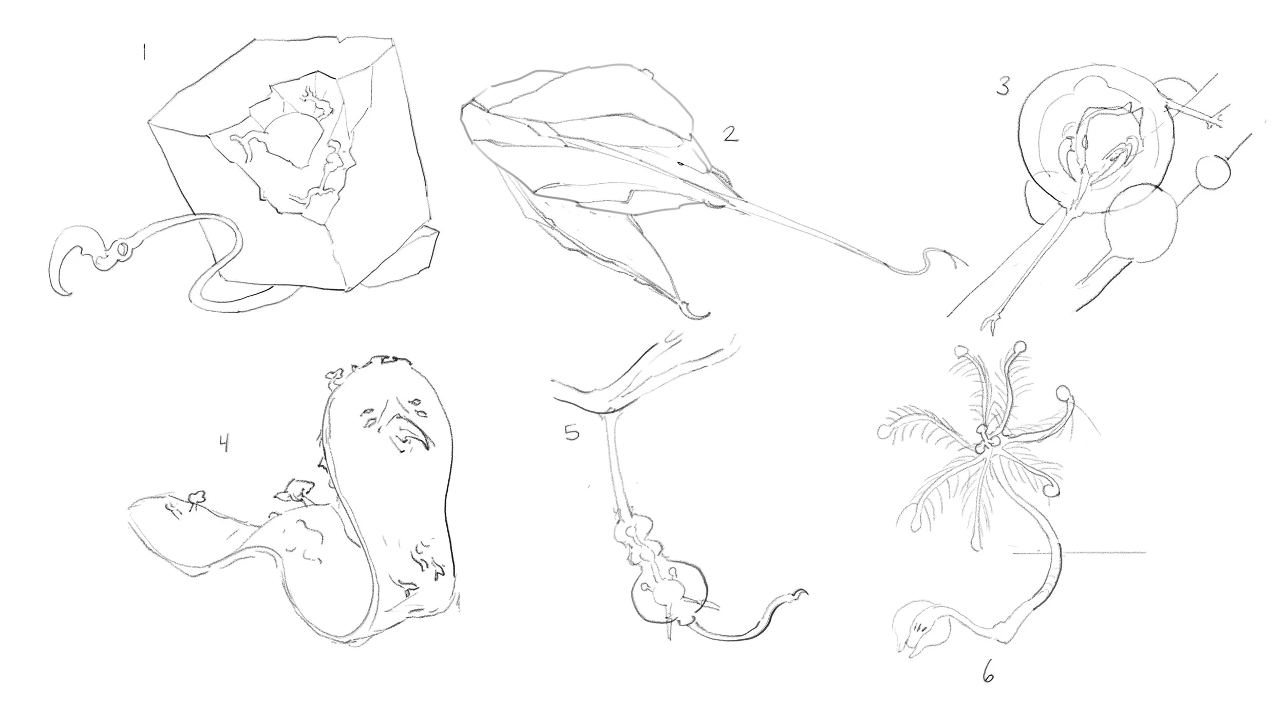 5 roughs.jpg