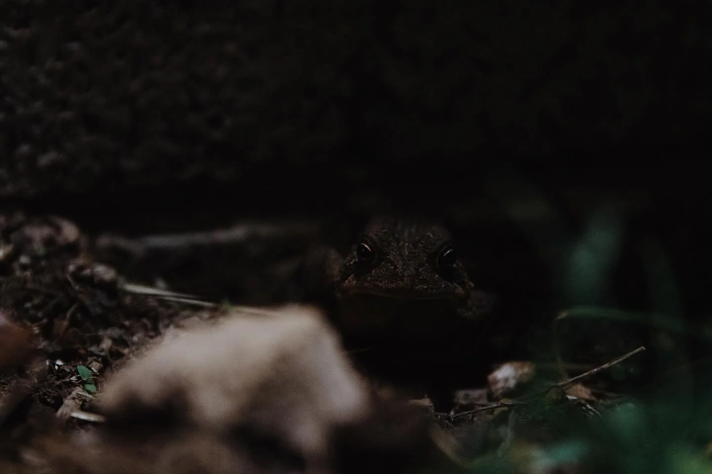 night time frog