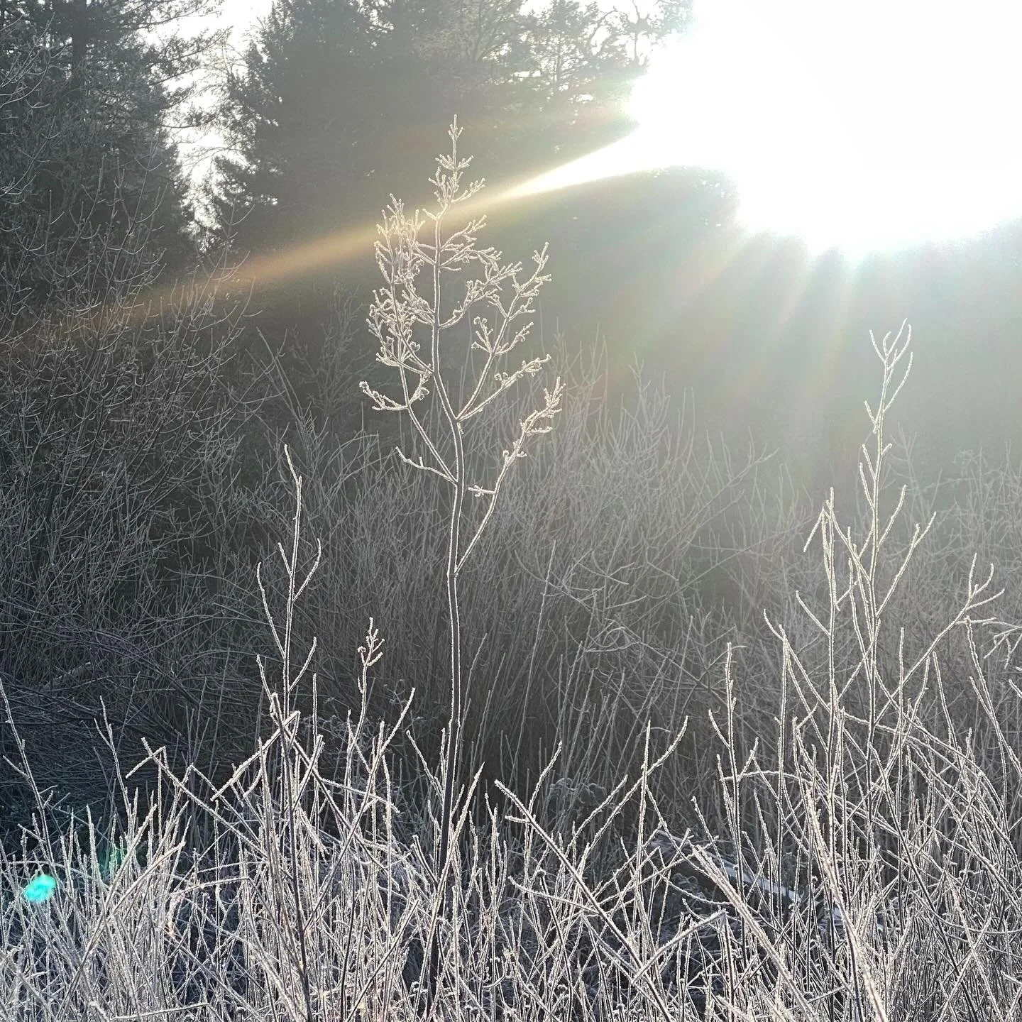 The ground is locked.
Iron-cold.
A lid pressed down on breath.

And yet beneath it
seeds are moving,
Ancient rhythms
wrapped in dark wool,
counting light through stone.

Milk swells in ewes
before grass remembers how to rise.
Warmth gathers where hun