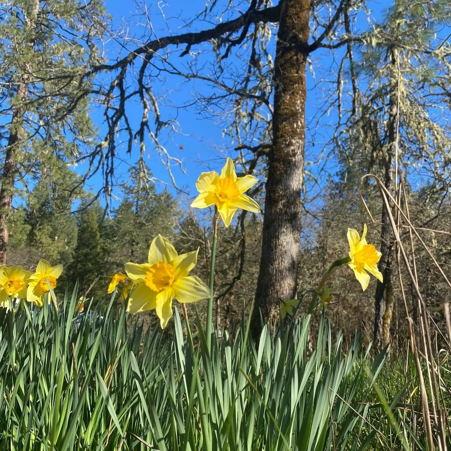 Spring Sonnet to Wordsworth

This morning the light and dark held equal weight, 
the world paused on its hinge, breath held, unsure, 
the way a wave, before it breaks, 
stays pure with all its power, neither early nor late.

I walked the field at daw