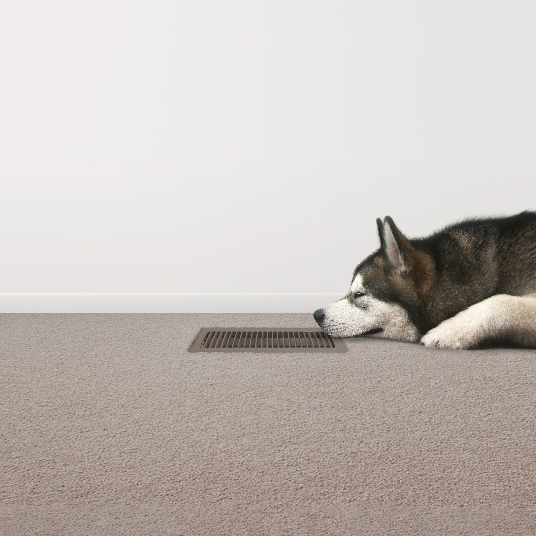 Gas ducted heating floor vent in carpeted room