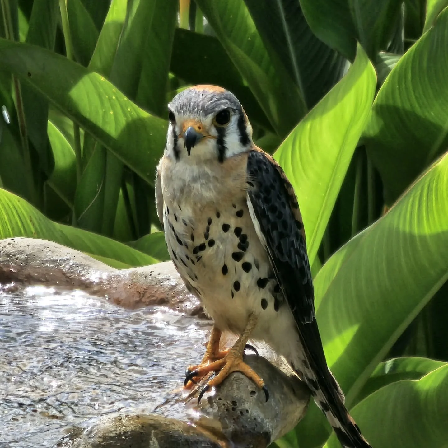 I was graced with a visit from this amazing kestrel this morning. I knew they were on the island, but I'd never seen one visit us before. Love his presence and welcome his significance. 

As this kestrel lingers on our fountain just watching, it is a