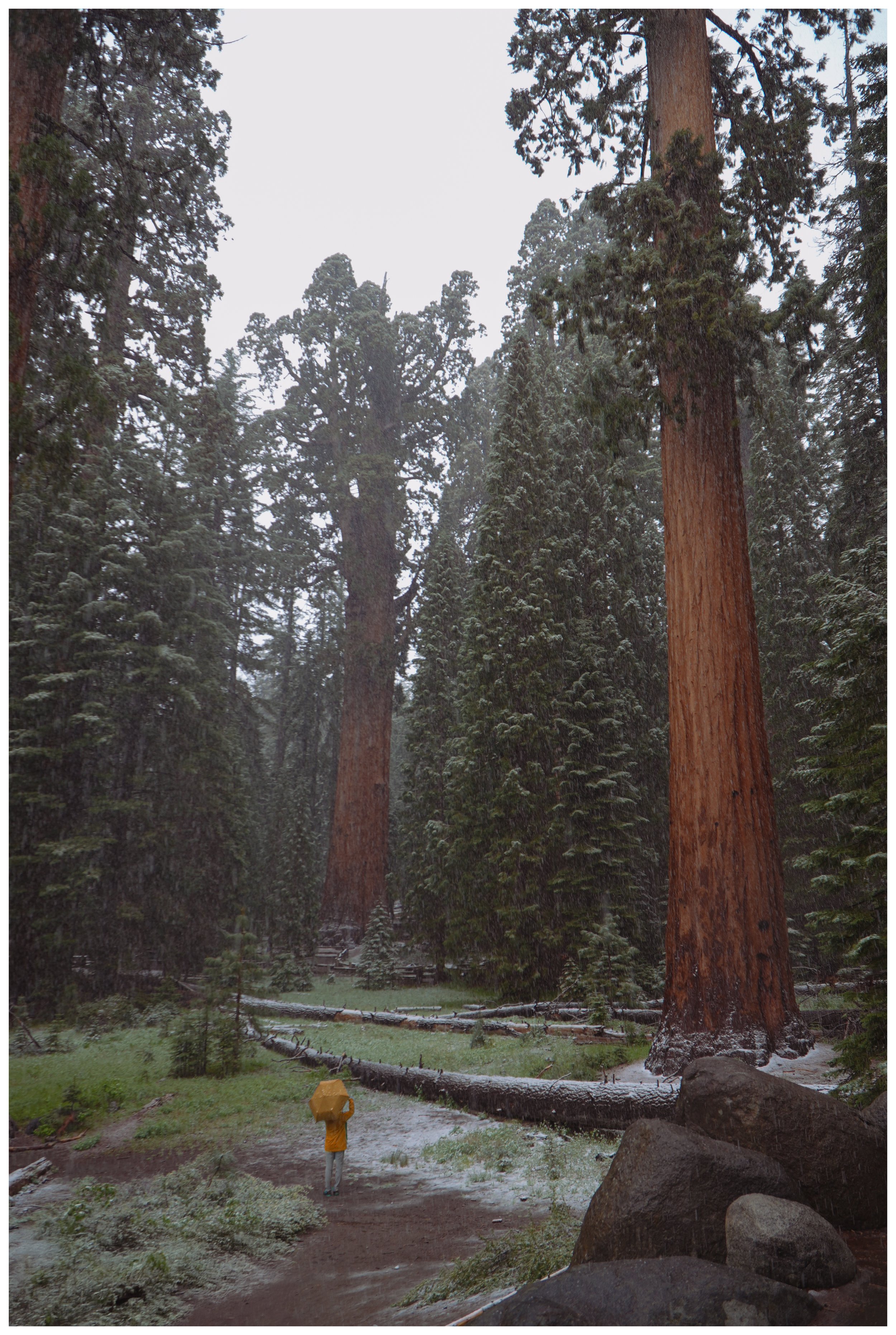 2026-Sequoia-5.jpg