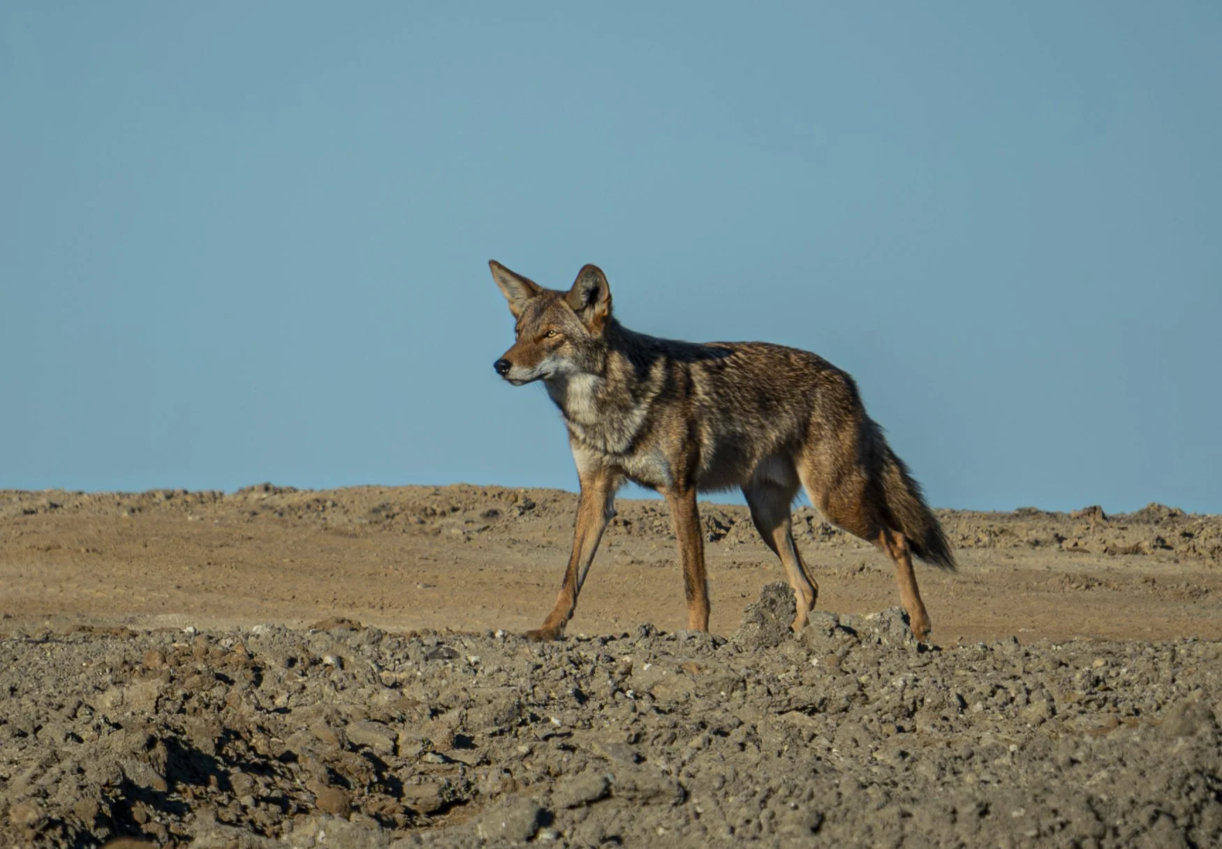 DSC_4110-Enhanced-NR_1.JPG