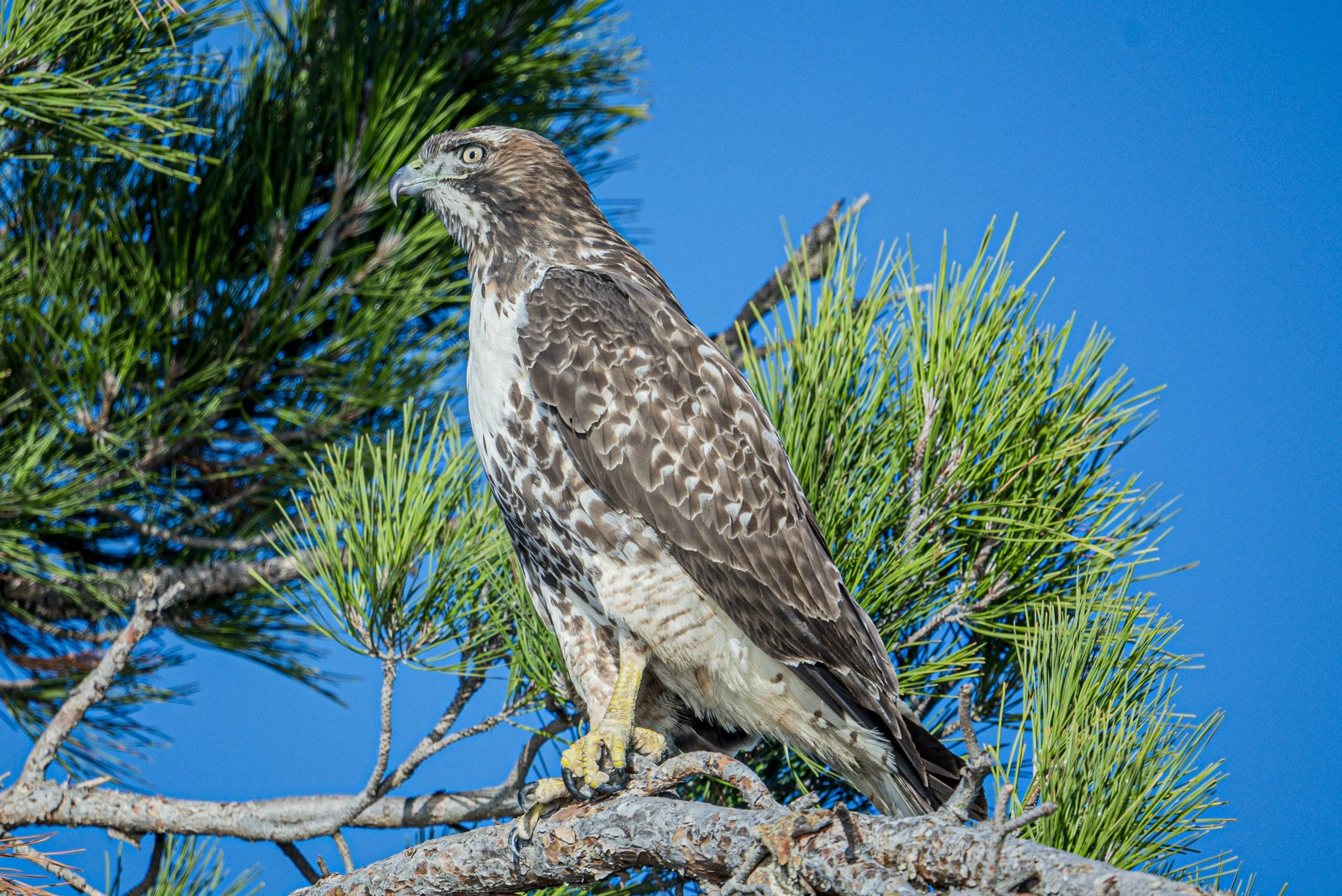 DSC_4106.JPG