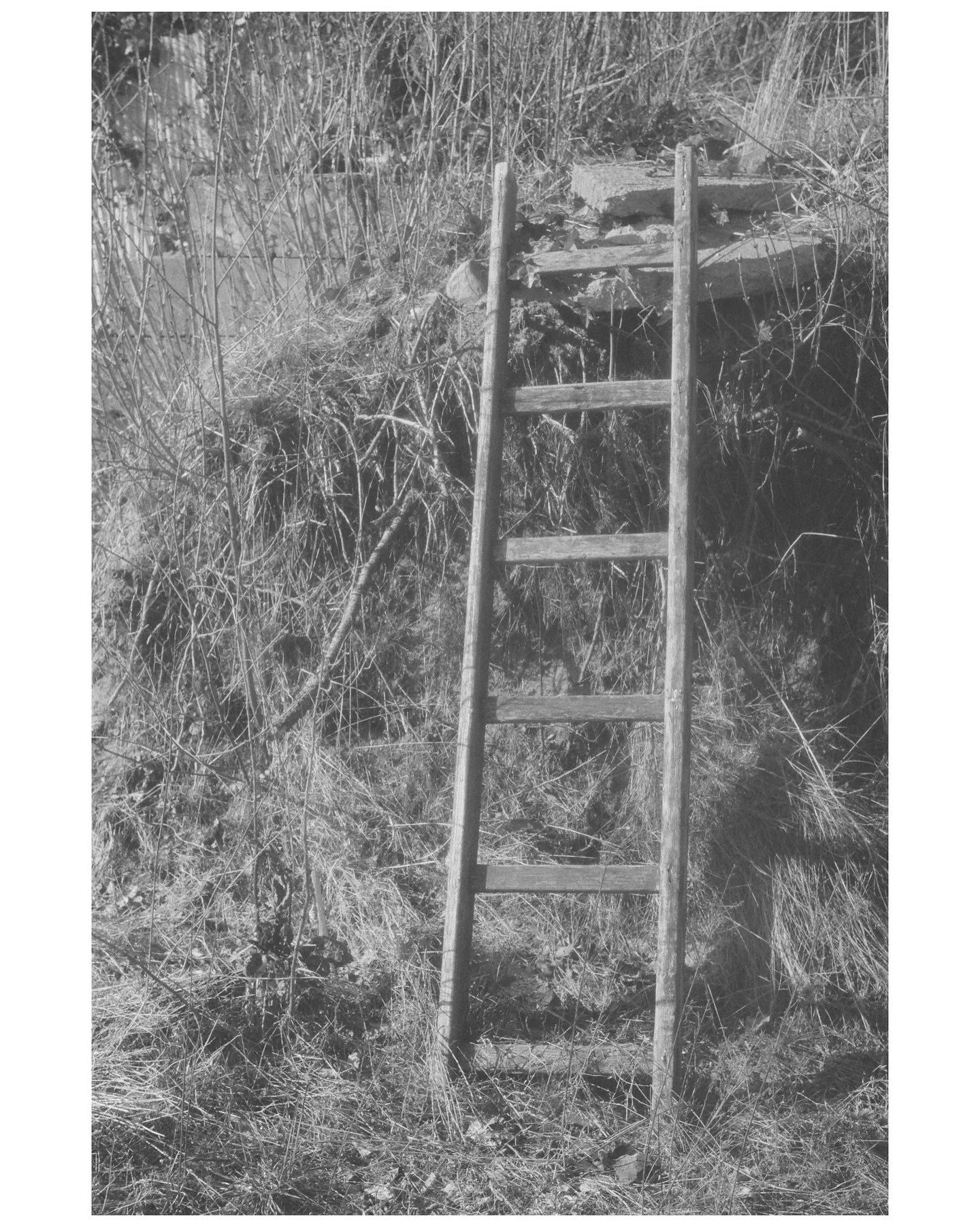 📸 &bull; A part of the analogue series - Occupied by nature. See &amp; buy some of our photos at @__de_gallery__  in Copenhagen or online 
&bull;&bull;&bull;&bull;&bull;&bull;&bull;&bull;&bull;&bull;&bull;&bull;&bull;&bull;&bull;&bull;&bull;&bull;&b