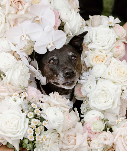 A black dog with brown eyes surrounded by white and pale pink roses and flowers.