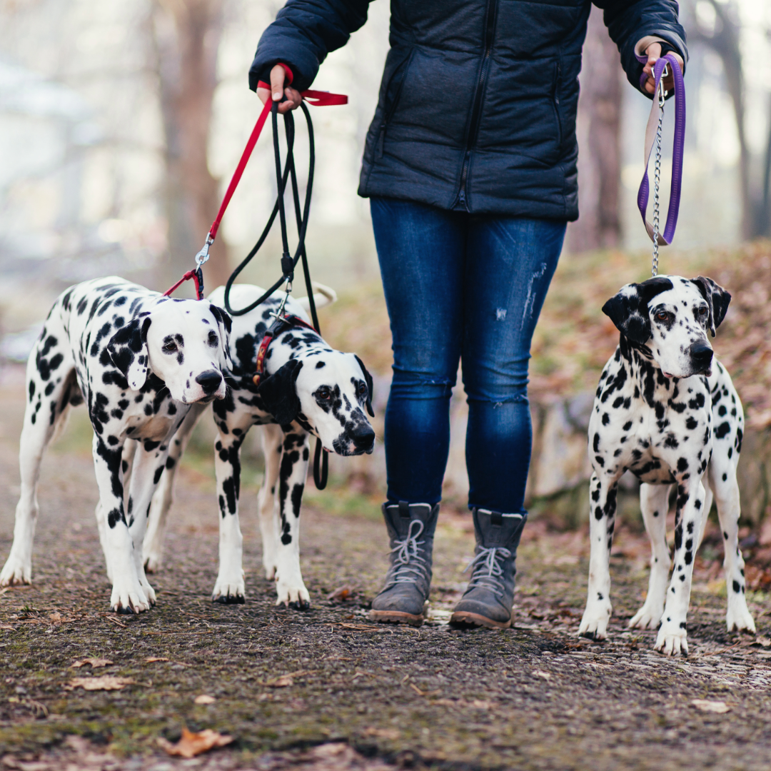 Person holding three Dalmatian dogs on leashes outdoors in a wooded area, Velvet studios ready made template