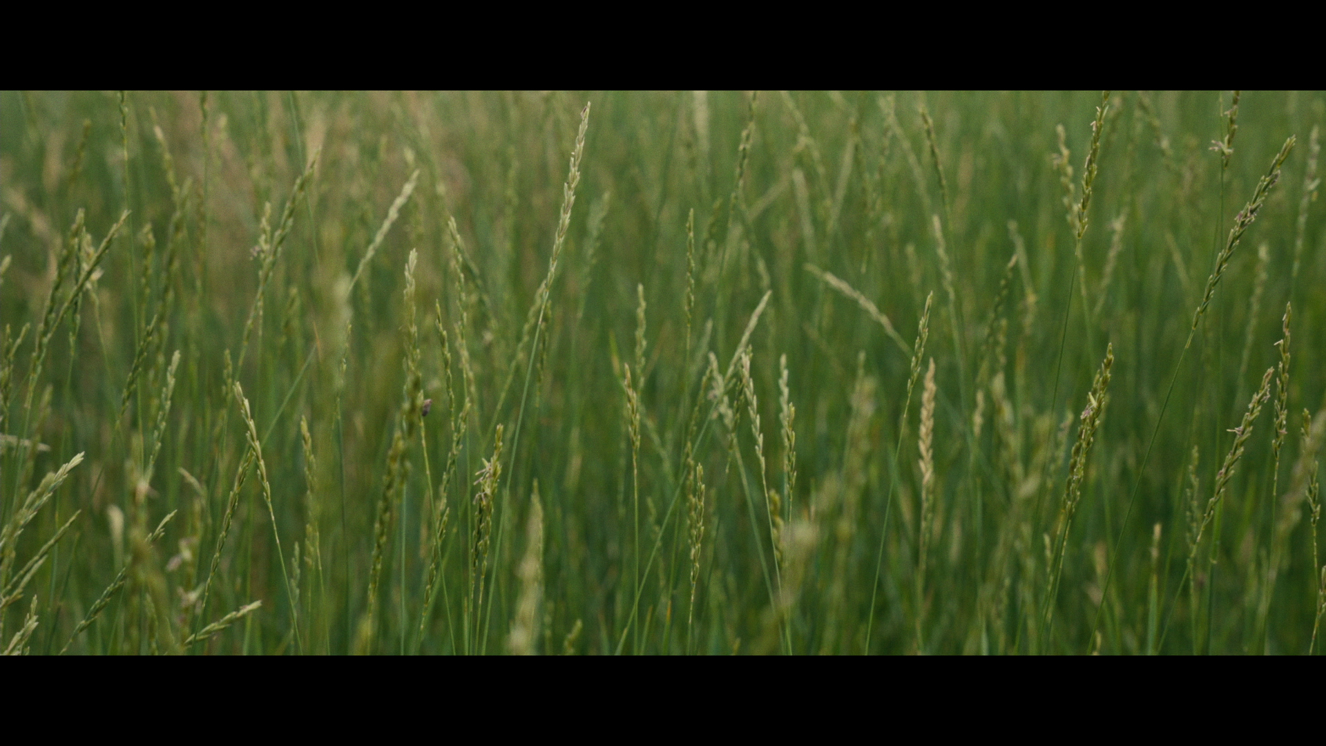vlcsnap-2026-06-20-16h48m58s642.png