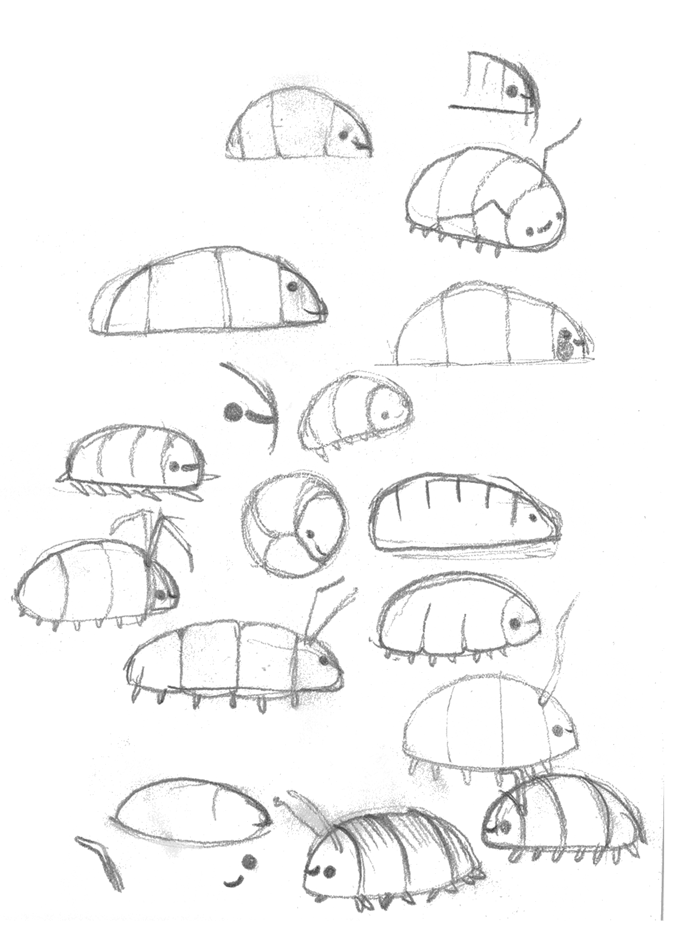 Pencil sketches of Bolita in different positions