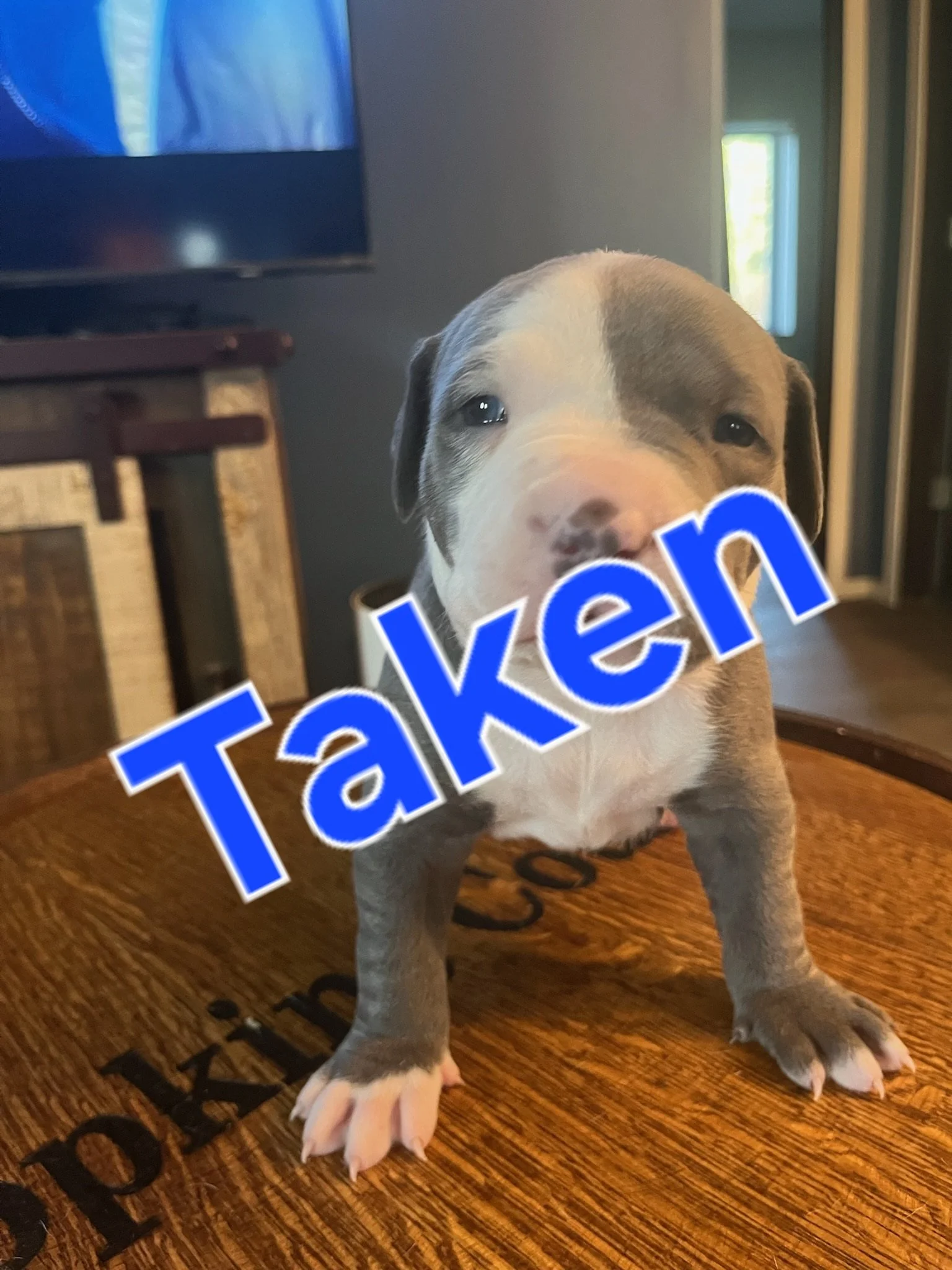 XXL American Bully gray and white puppy standing on a round wooden table inside a house.