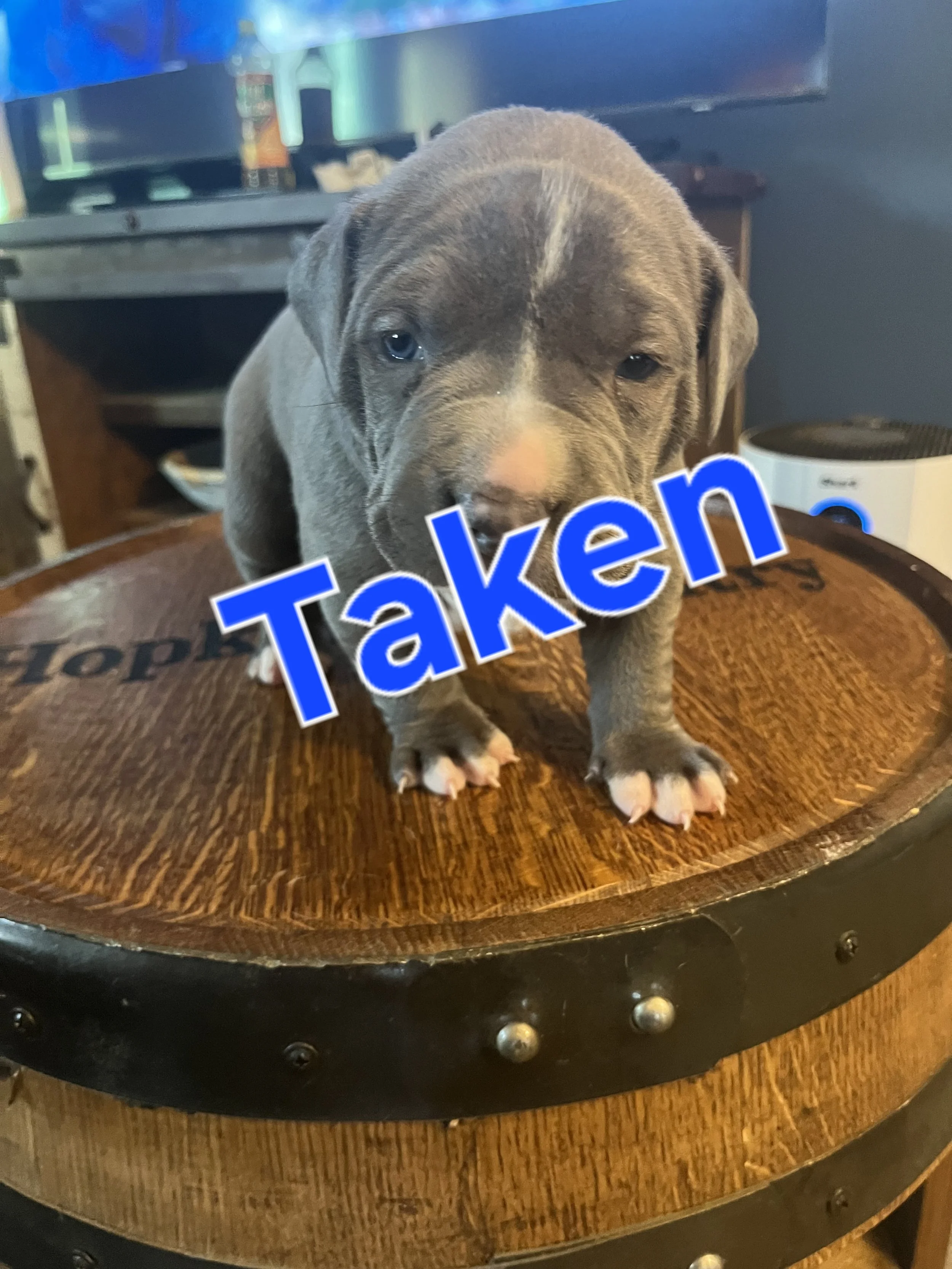 XXL American Bully cute, gray puppy with white markings on its face and paws sitting on a wooden surface.