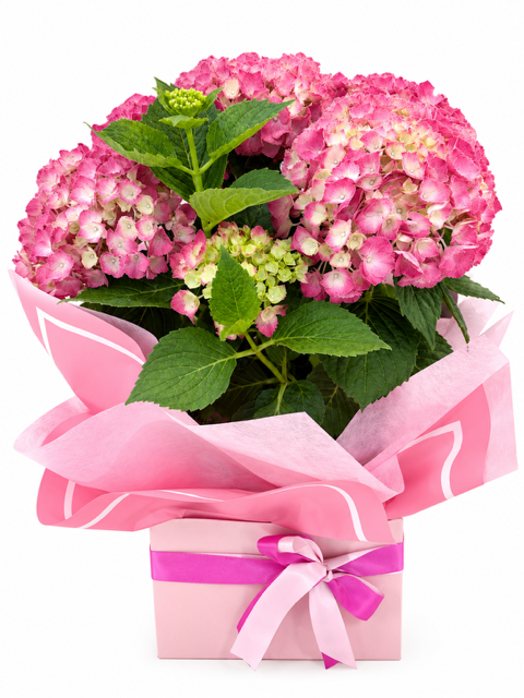 hydrangea.png