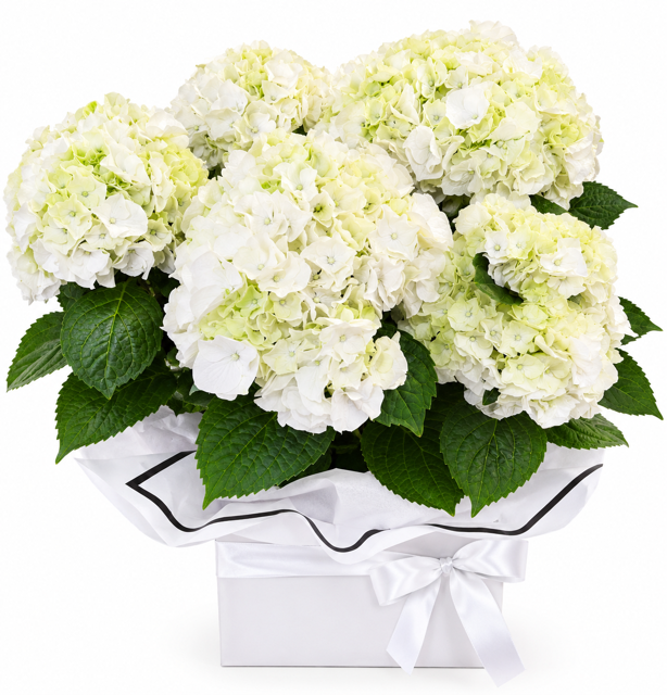 hydrangea white.png