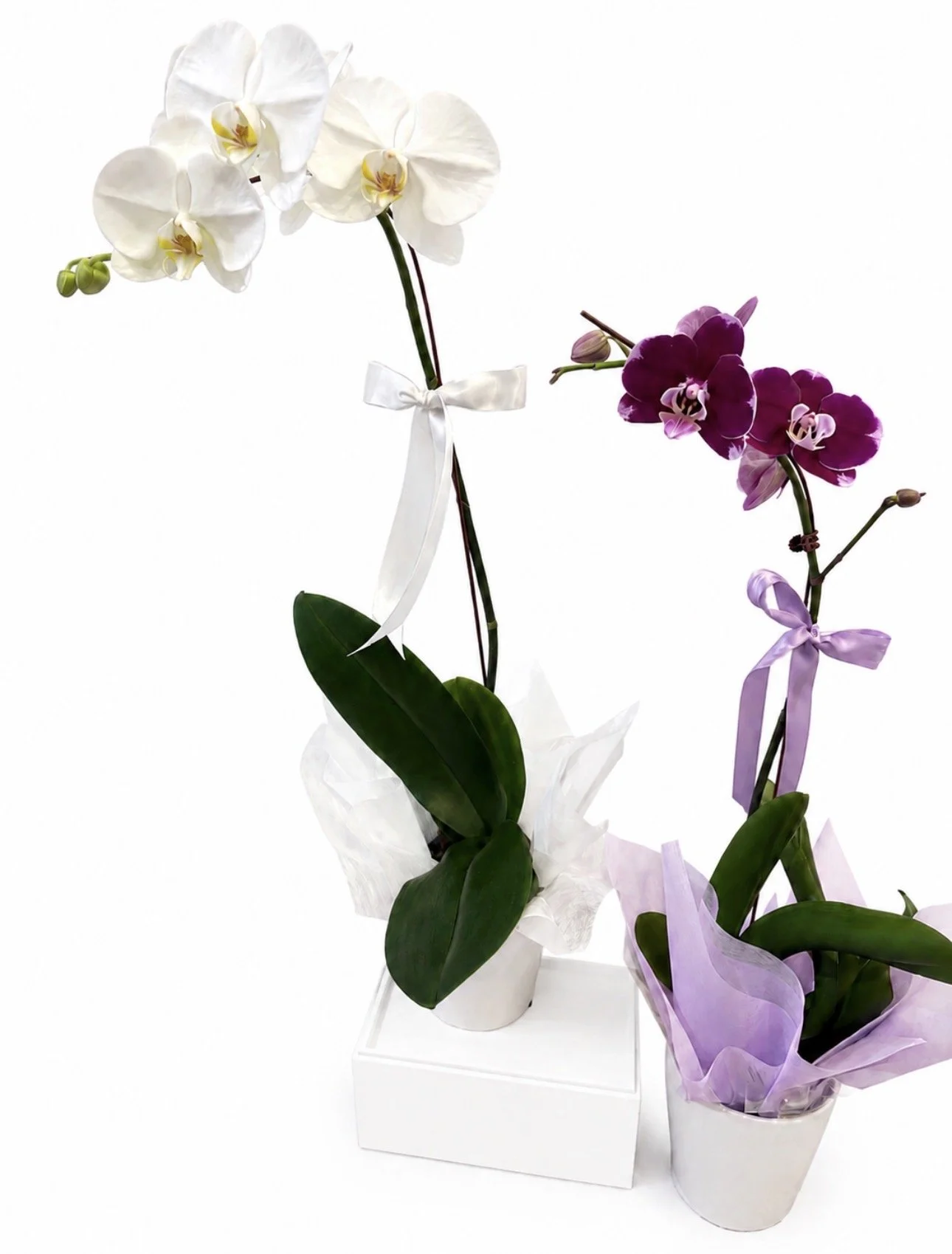 Orchid pot.jpg
