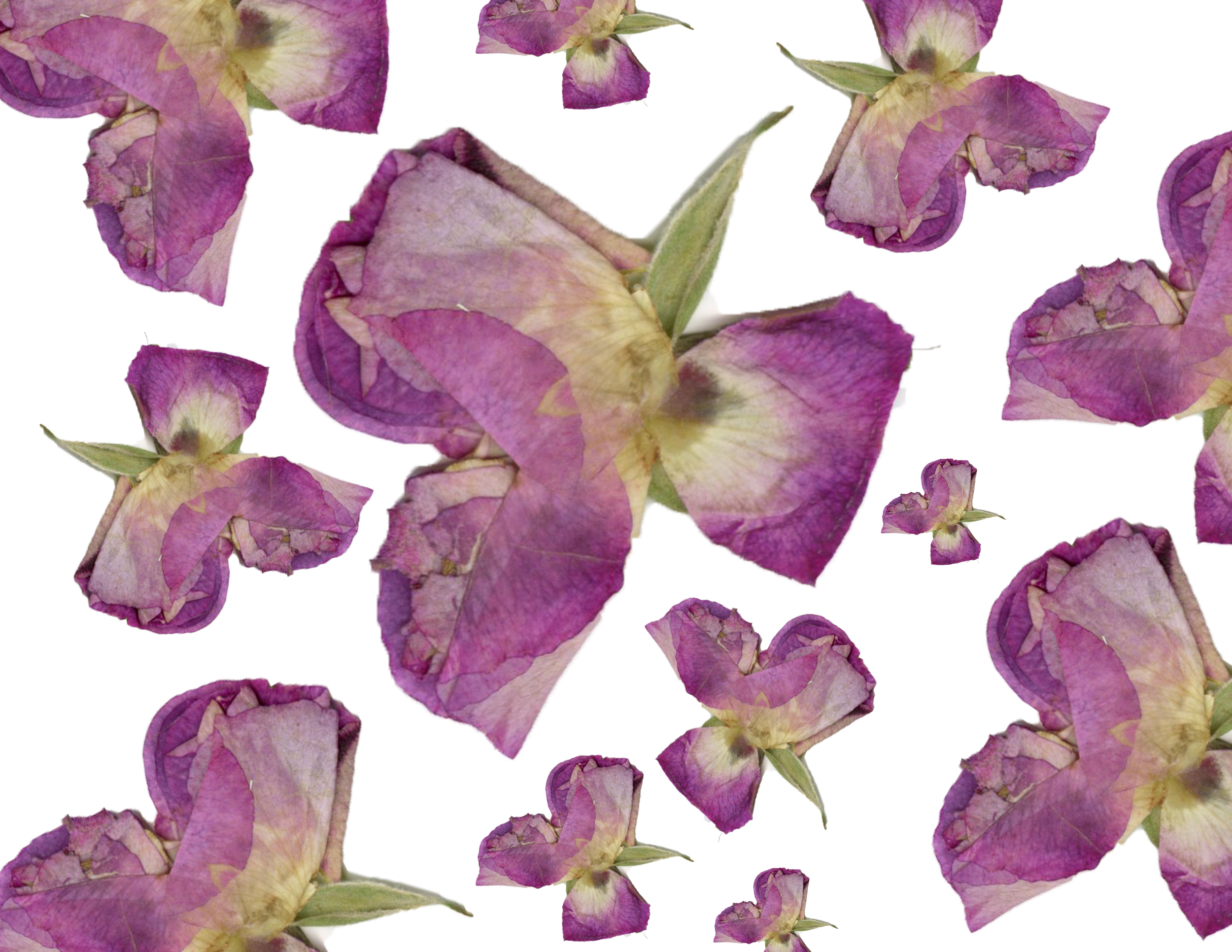 pflower.png