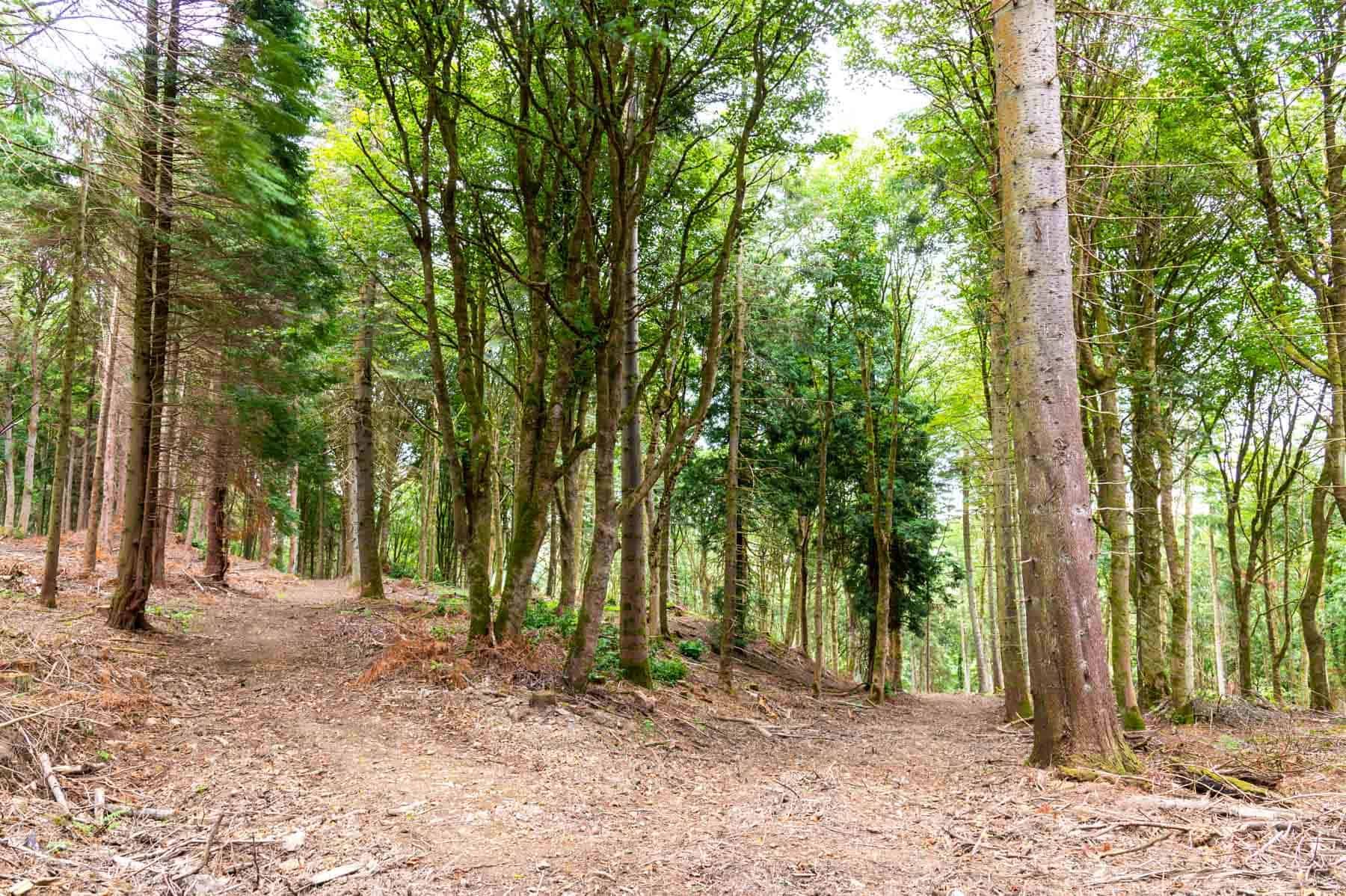 A dirt trail in a dense forest with tall trees and green foliage.
